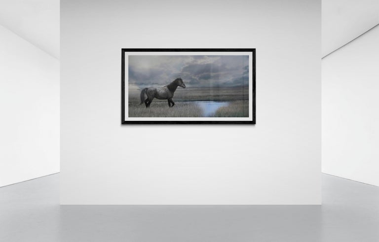 Once Upon a Time in the West  30x60 Photography of Wild Horse Mustang Horses Art For Sale 3