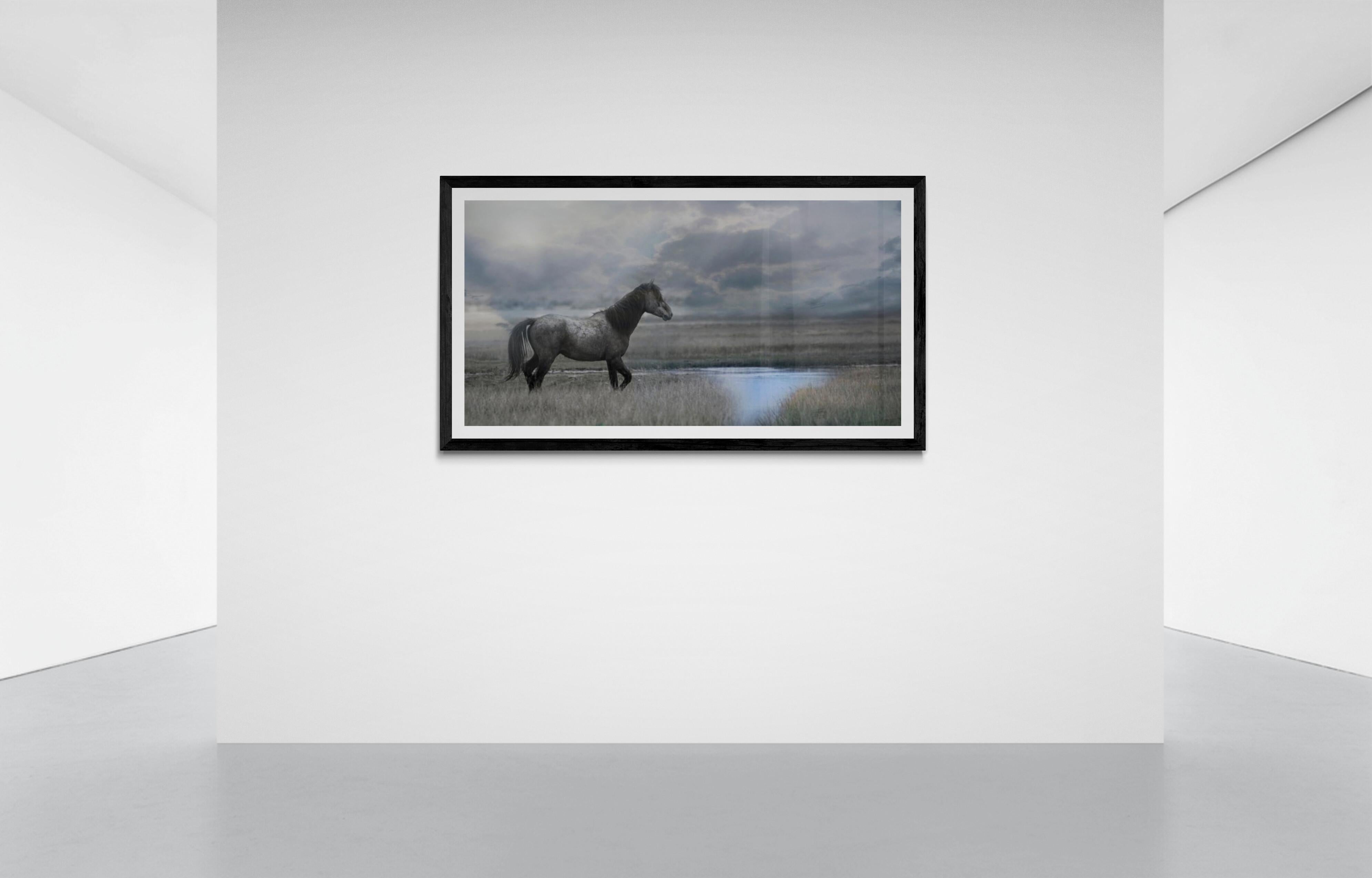 Once Upon a Time in the West  30x60 Photography of Wild Horse Mustang Horses Art 3
