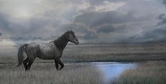 « Once Upon a Time in the West » (Une fois dans l'Ouest) 30x60, photographie de cheval sauvage, photographie de mouton