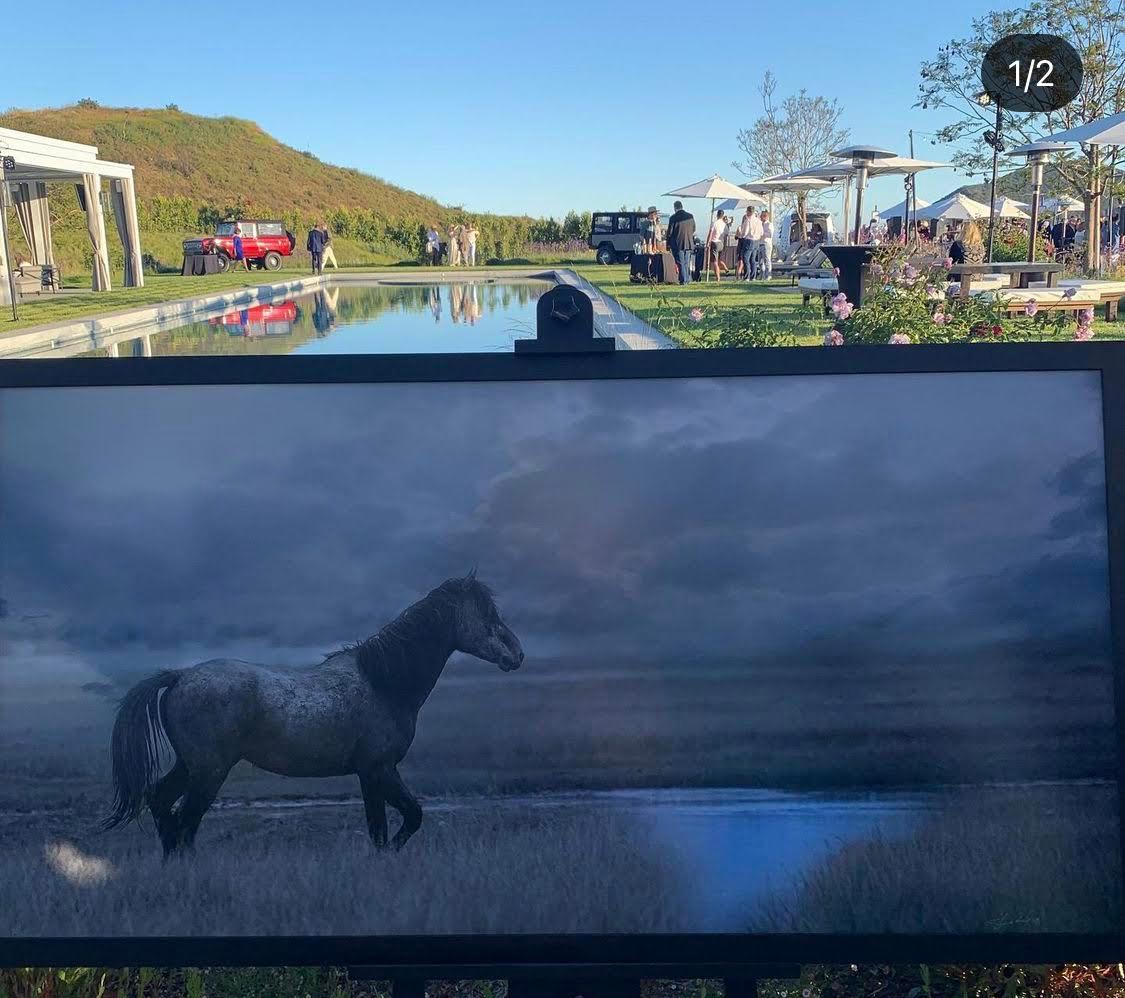 Dies ist eine zeitgenössische Fotografie eines American Wild Mustang. 
