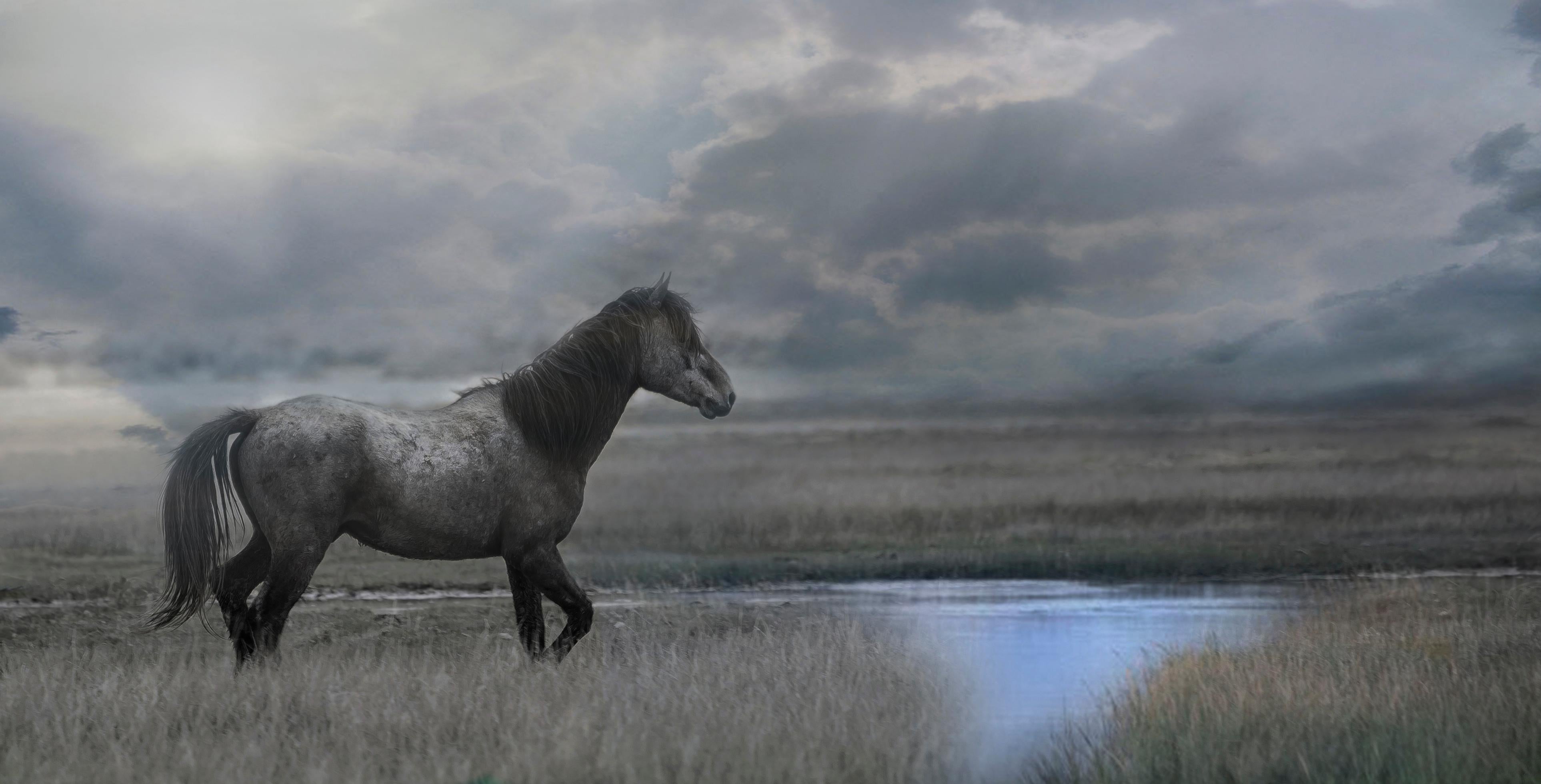 Shane Russeck Color Photograph – Once Upon a Time in the West - 40x 80 Fotografie von Wildpferden - Senf