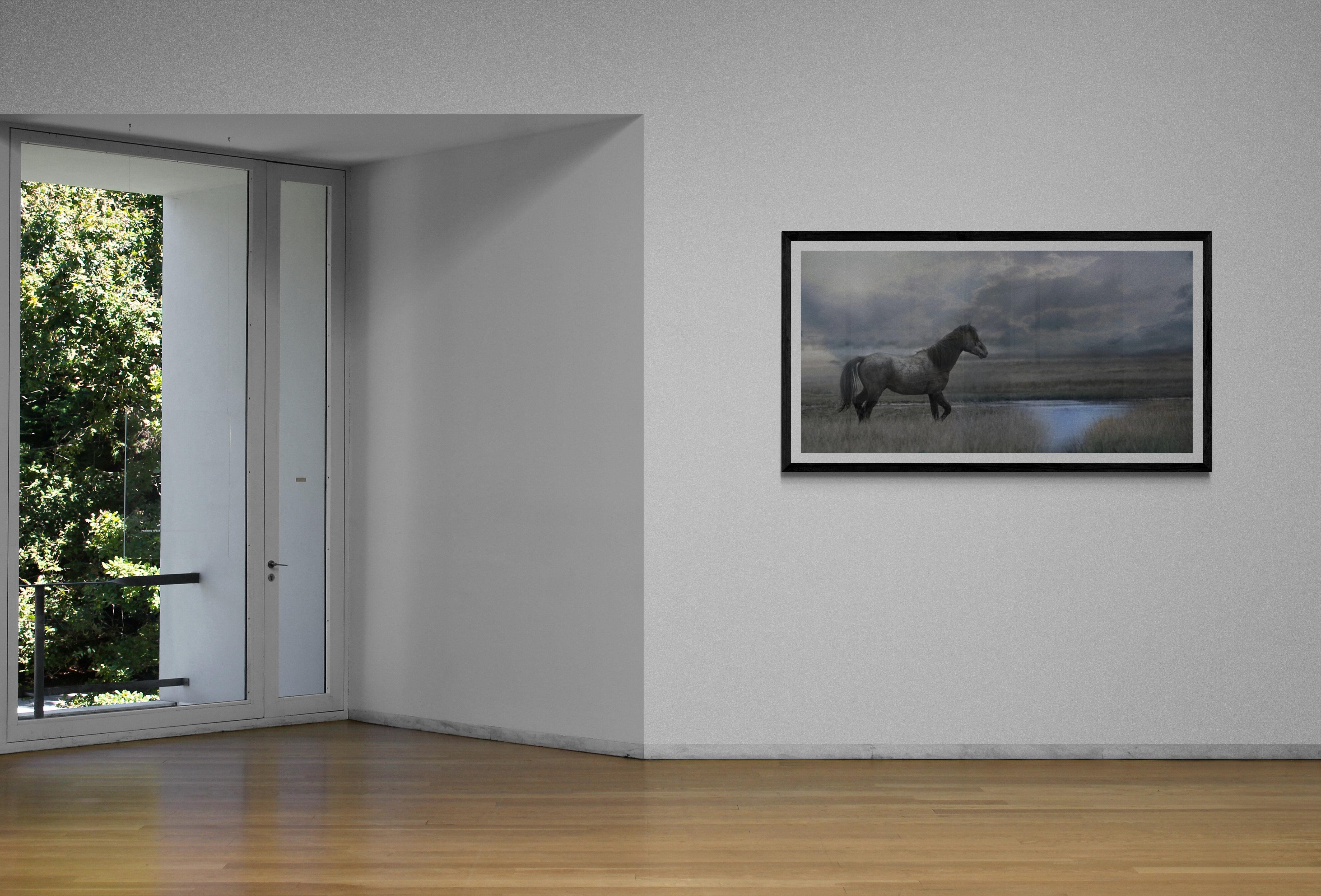 Questa è una fotografia contemporanea di un Mustang selvaggio americano. 
