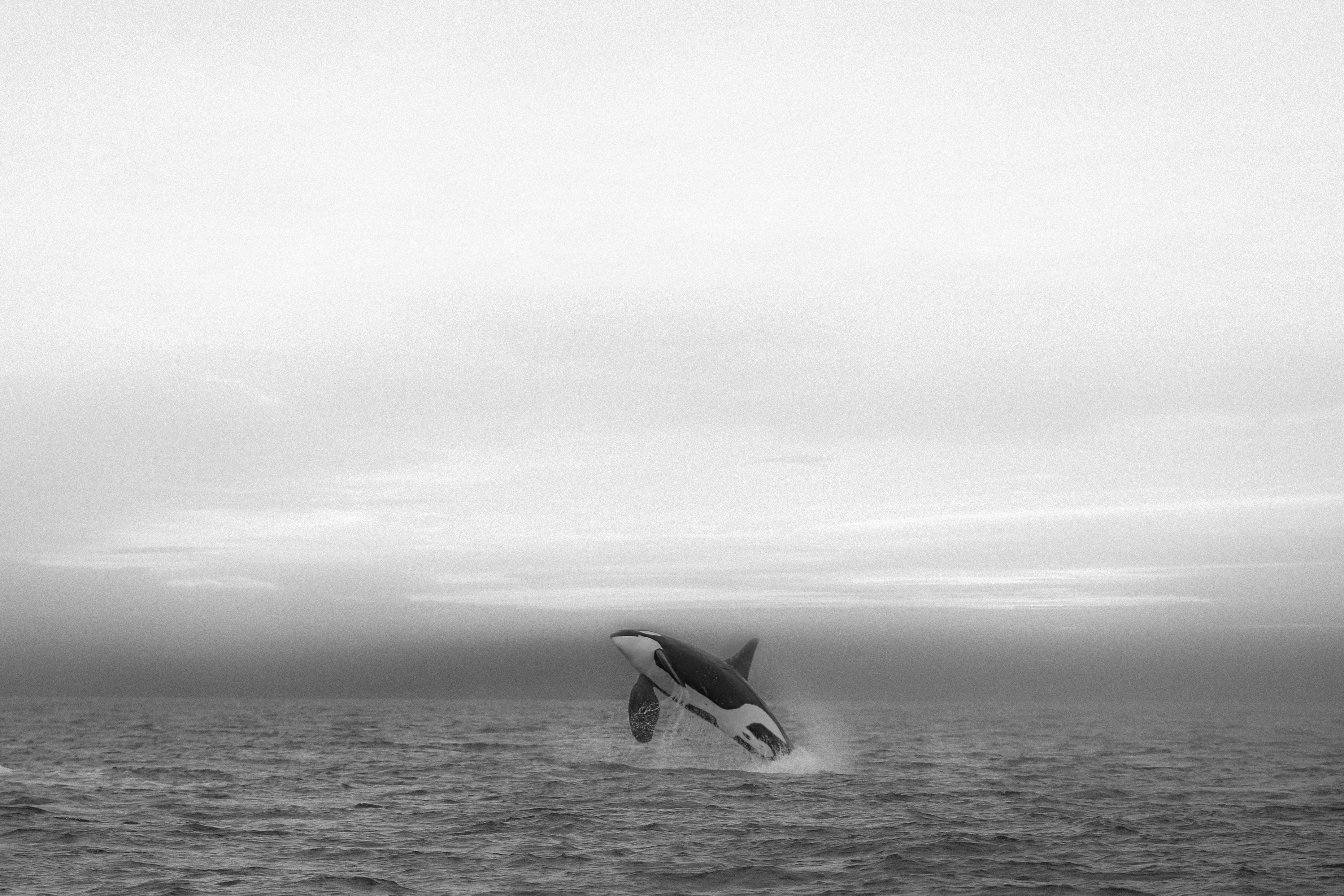 Animal Print Shane Russeck - "Onyx  24x36- Photographie de baleine de chasse Orca Impression d'art 