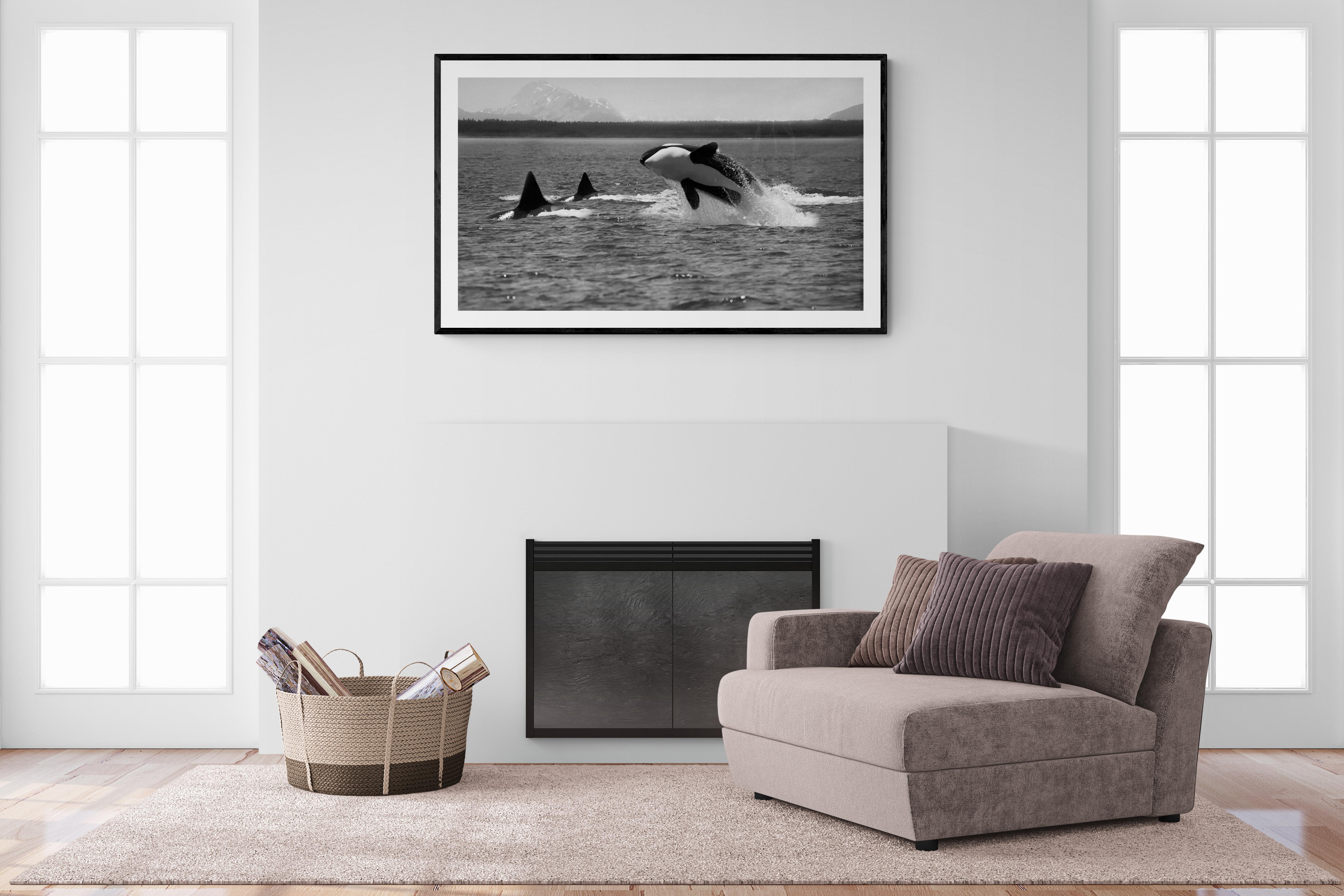 « Orca Breach » 30x50, photographie de baleinier tueur en noir et blanc de l'Orca, photographie - Photograph de Shane Russeck