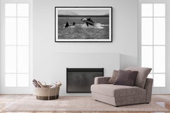 "Orca Breach" 30x50, Fotografia di Orca Killer Whale in bianco e nero, fotografia