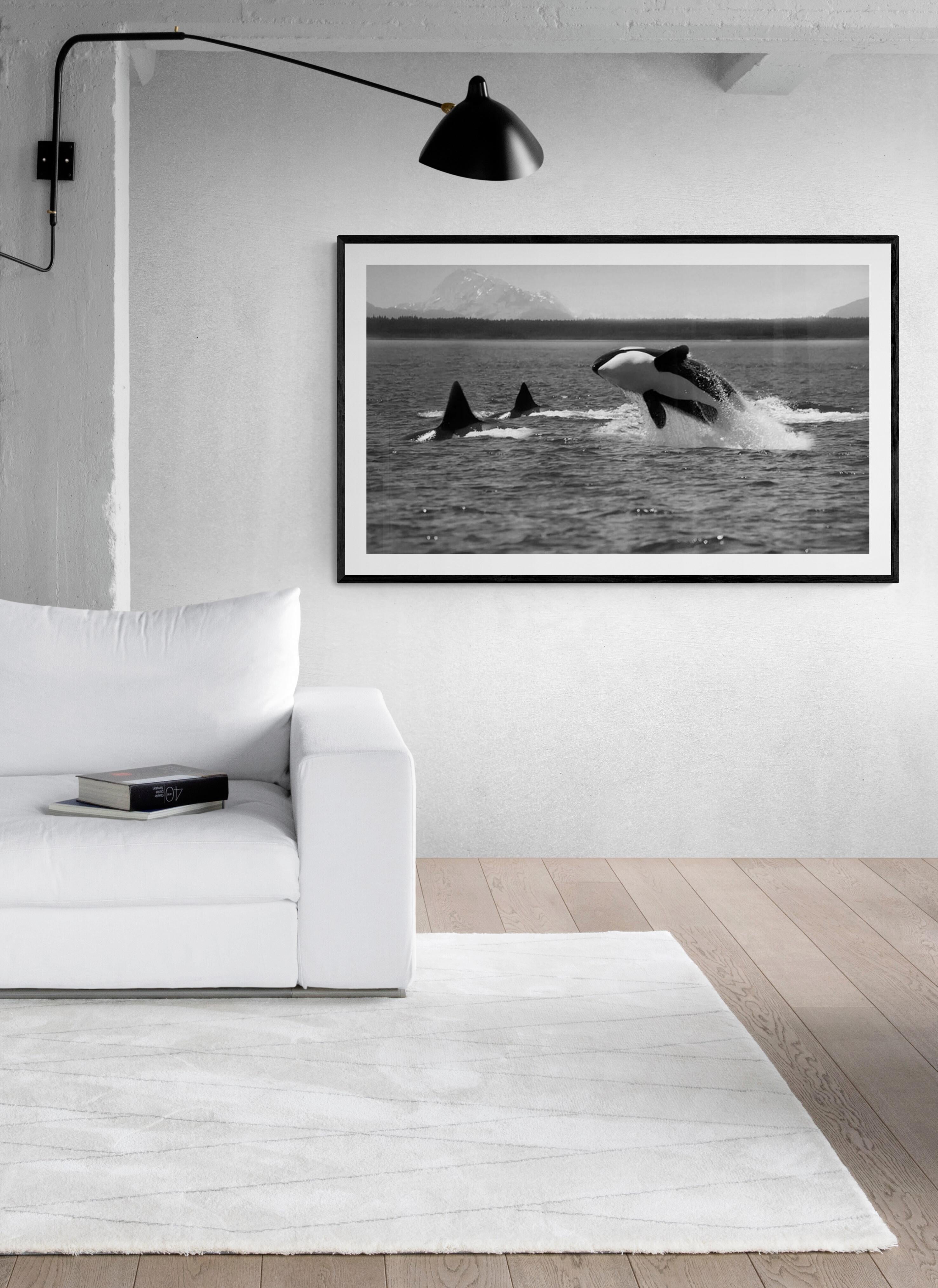 „Orca Breach“ 30x50, Schwarz-Weiß Killer Wal-Orca-Fotografie (Grau), Animal Print, von Shane Russeck