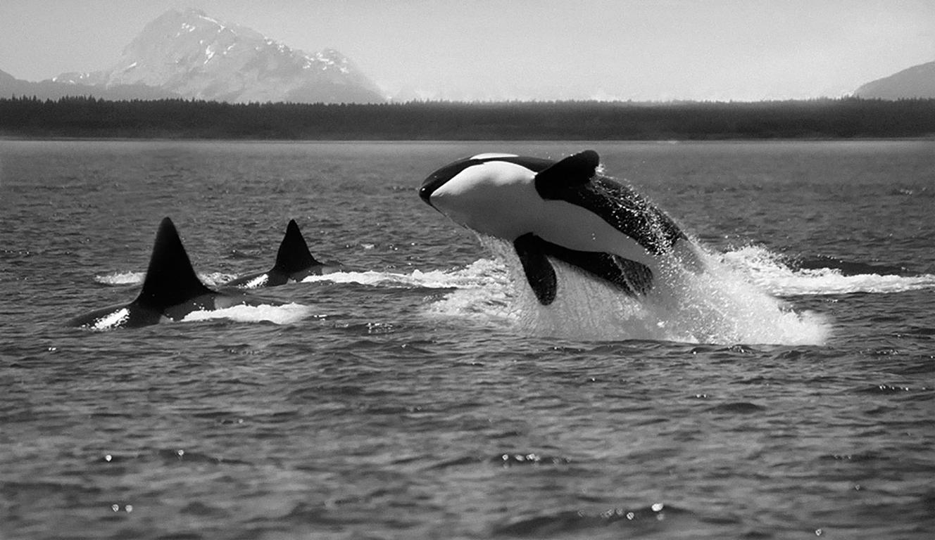 « Orca Breach » 30x50, photographie de baleinier tueur en noir et blanc de l'Orca, photographie 