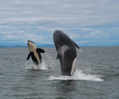 "Orca Double Breach"  20x30- Killer Whale Photography by Shane Russeck