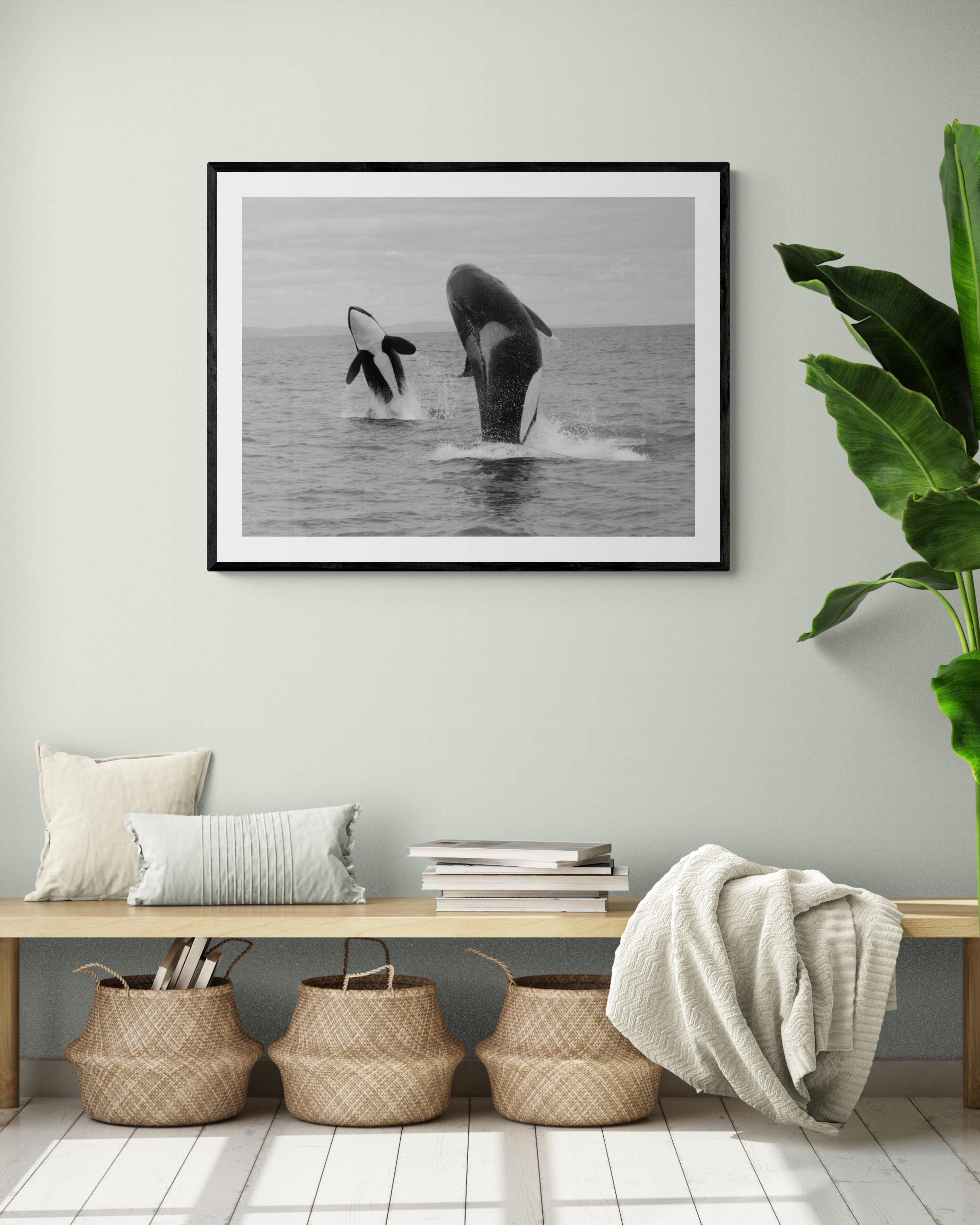  Shot in the off the San Juan Islands this is the only known image of a double synchronized breach with two adult Orcas. This was truly a once in a lifetime event.
This is the first time this image has been offered for sale. 
20x30 Edition of