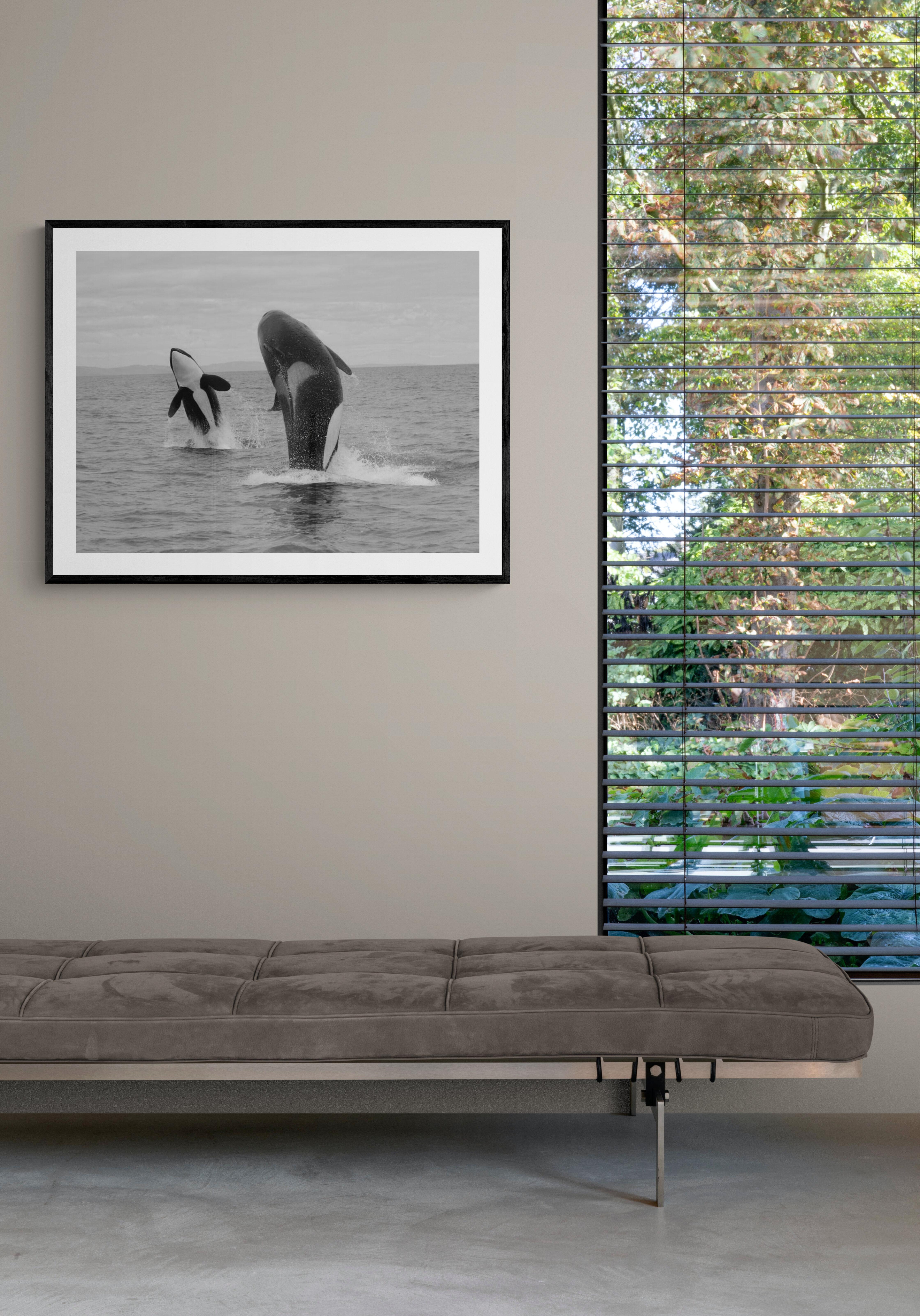 „Orca-Doppelbreach“  28x40- Killer Walfotografie Schwarz-Weiß- Orca in Schwarz und Weiß im Angebot 1