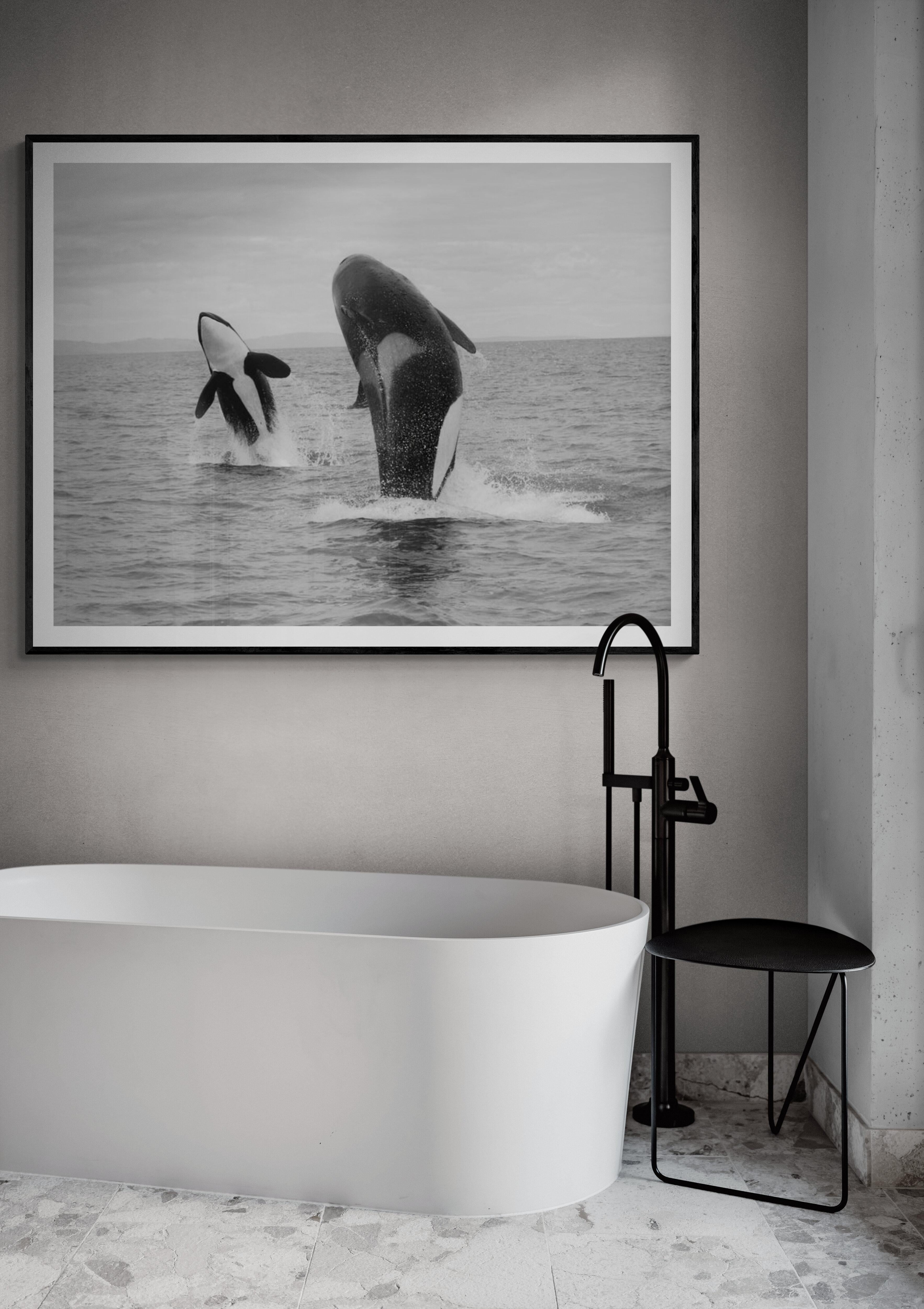 „Orca-Doppelbreach“  36x48 Schwarz-Weiß Killer Wal-Fotografie  – Photograph von Shane Russeck