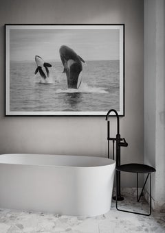 "La double brèche d'Orca Photographie de baleinier tueur en noir et blanc 36x48