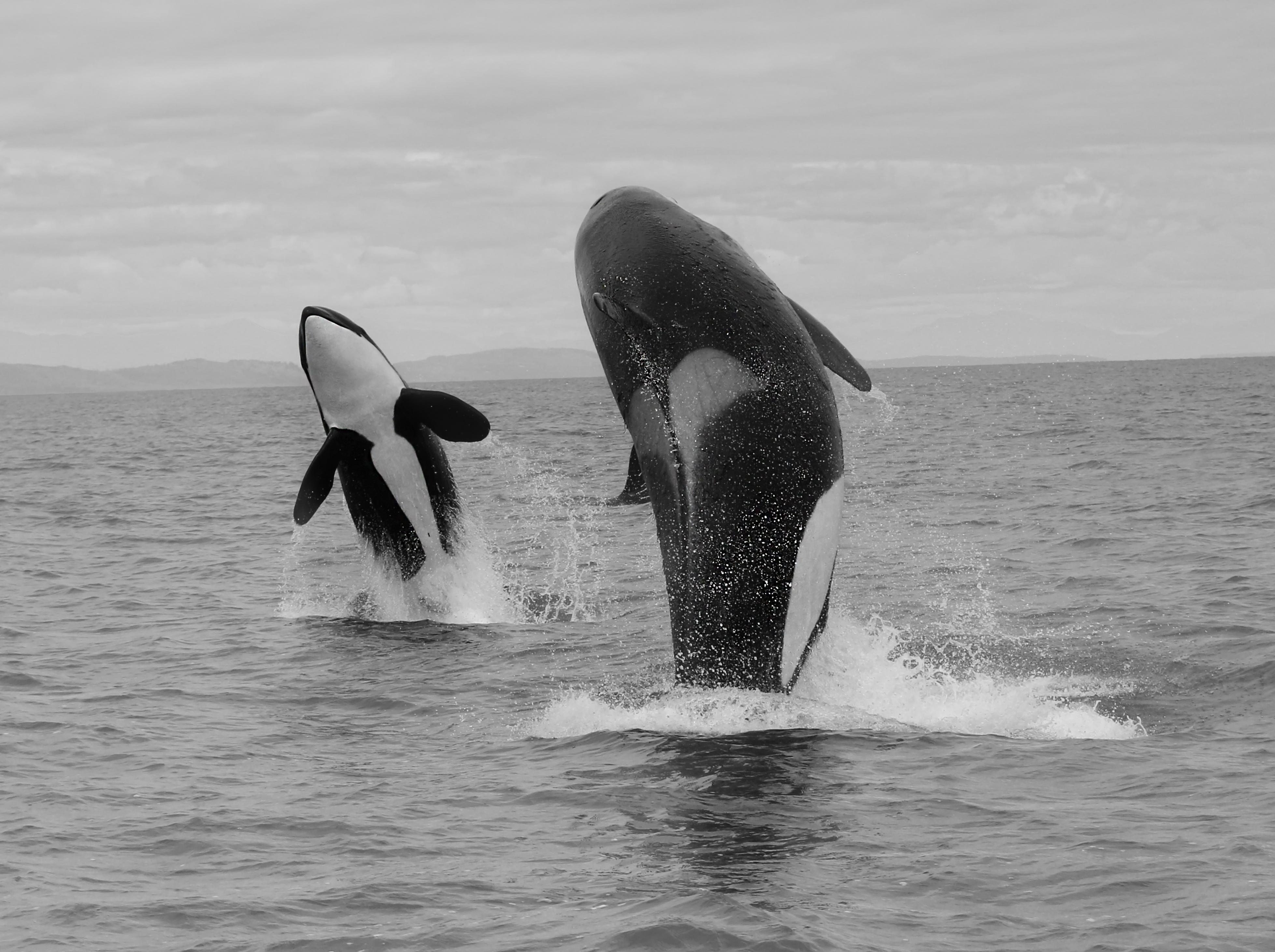 Shane Russeck Animal Print – „Orca-Doppelbreach“  36x48 Schwarz-Weiß Killer Wal-Fotografie