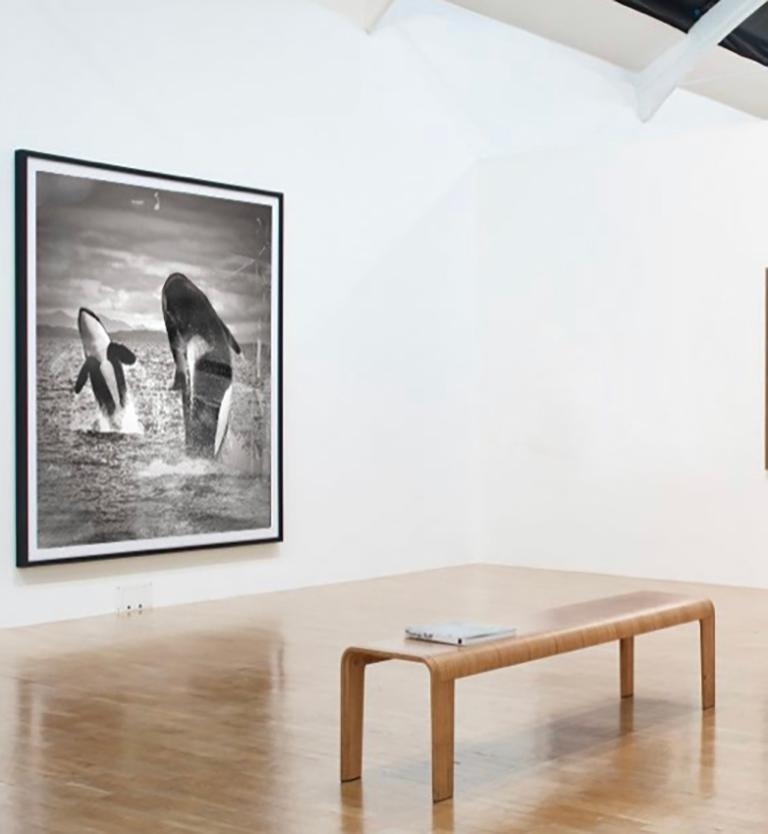 Dieses Bild wurde vor den San Juan Islands aufgenommen und ist das einzige bekannte Bild eines doppelten Synchronbruchs mit zwei erwachsenen Orcas. 
Dies ist das einzige Mal, dass dieses Bild zum Verkauf angeboten wurde.
45x60 Ausgabe von 10.
