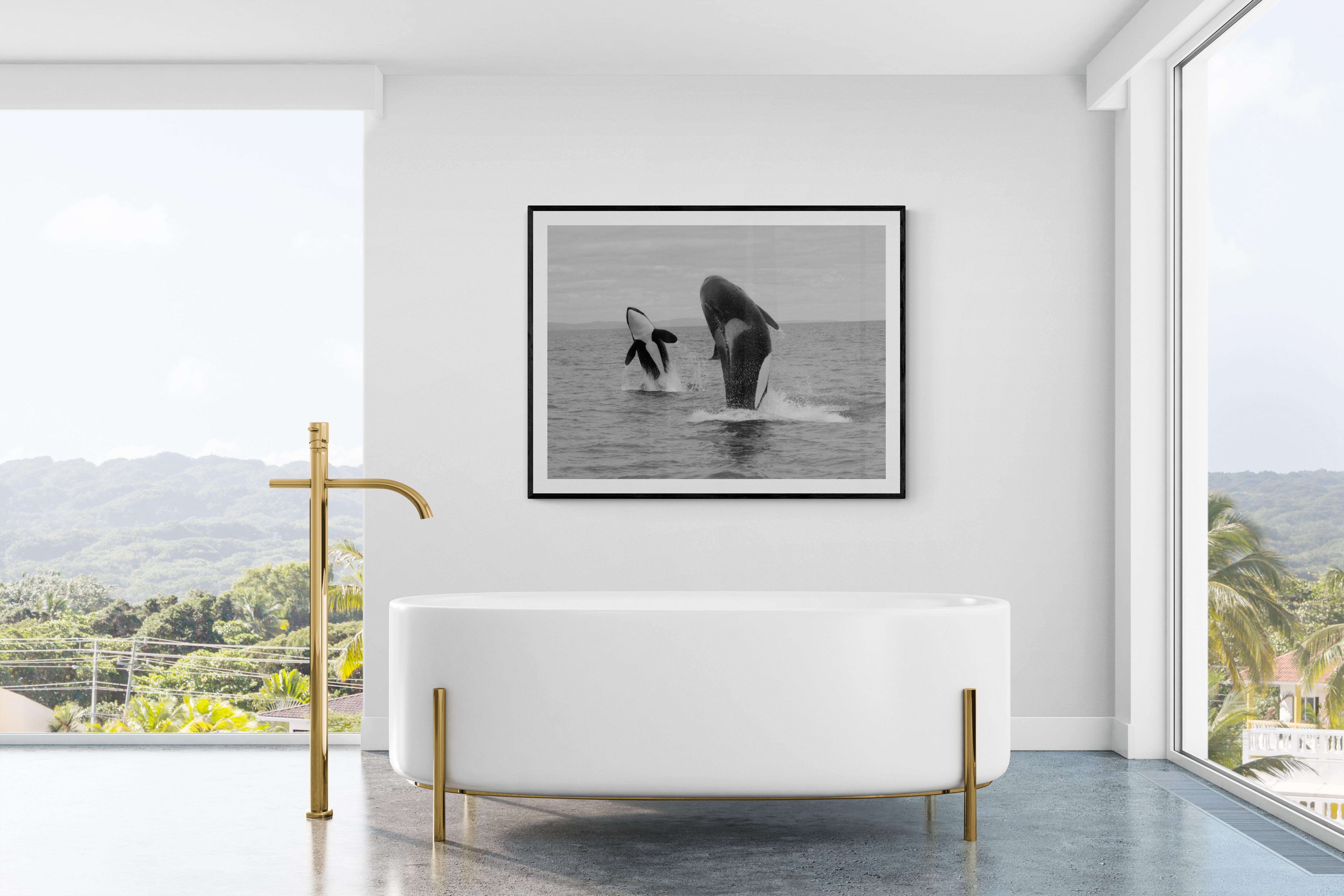  Shot in the off the San Juan Islands this is the only known image of a double synchronized breach with two adult Orcas. 
This is the only time this image has been offered for sale.
45x60 Edition of 10.
 Signed by Shane. 
Printed on archival paper