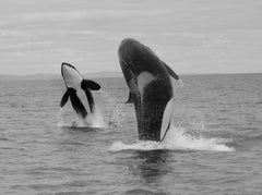 „Orca Double Breach“ 45x60 Schwarz-Weiß-Fotografie mit Killer-Whale 
