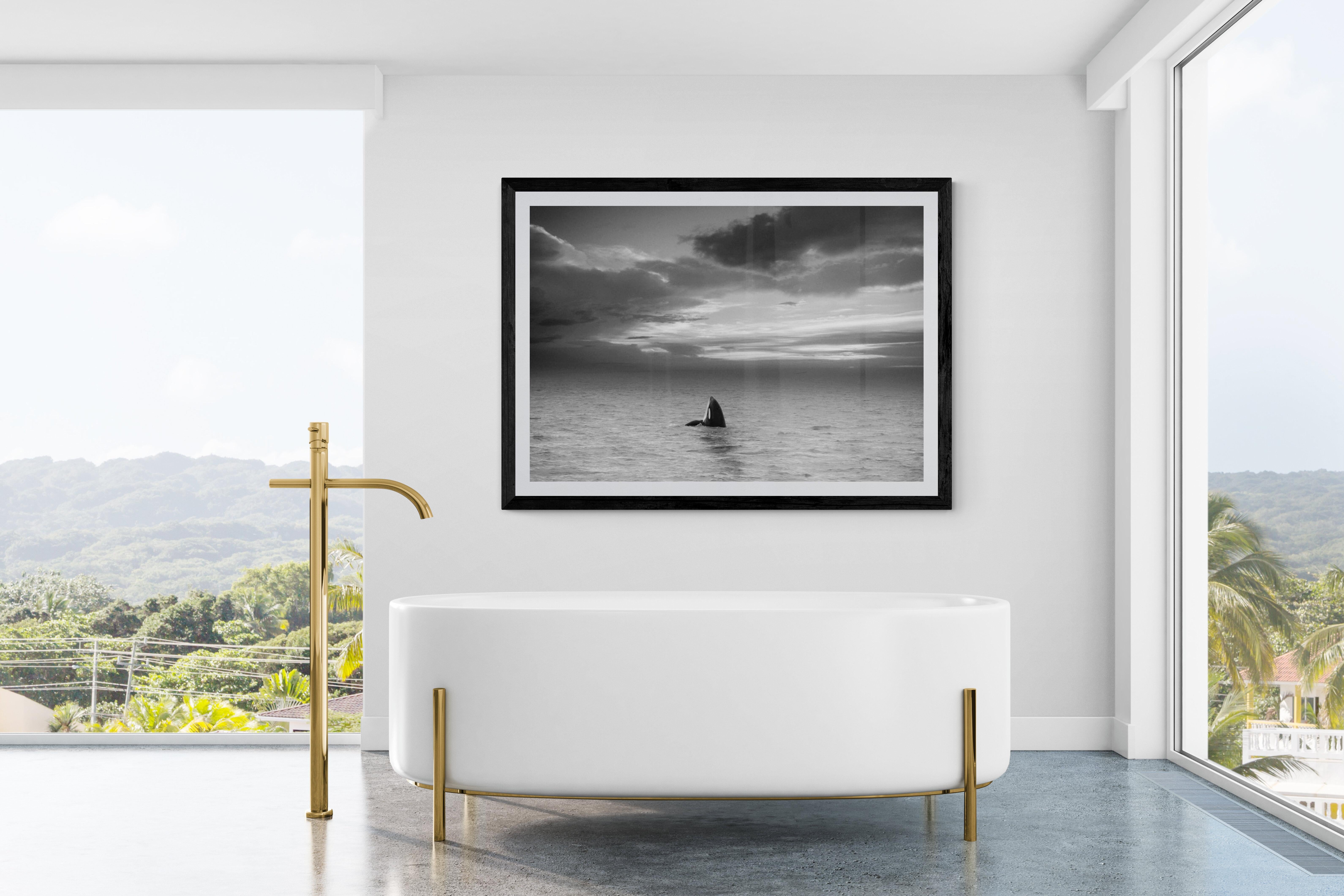 Orca-Fotografie „36x48“ Last Known Photograph of the Killer Whale „Granny“ – Print von Shane Russeck