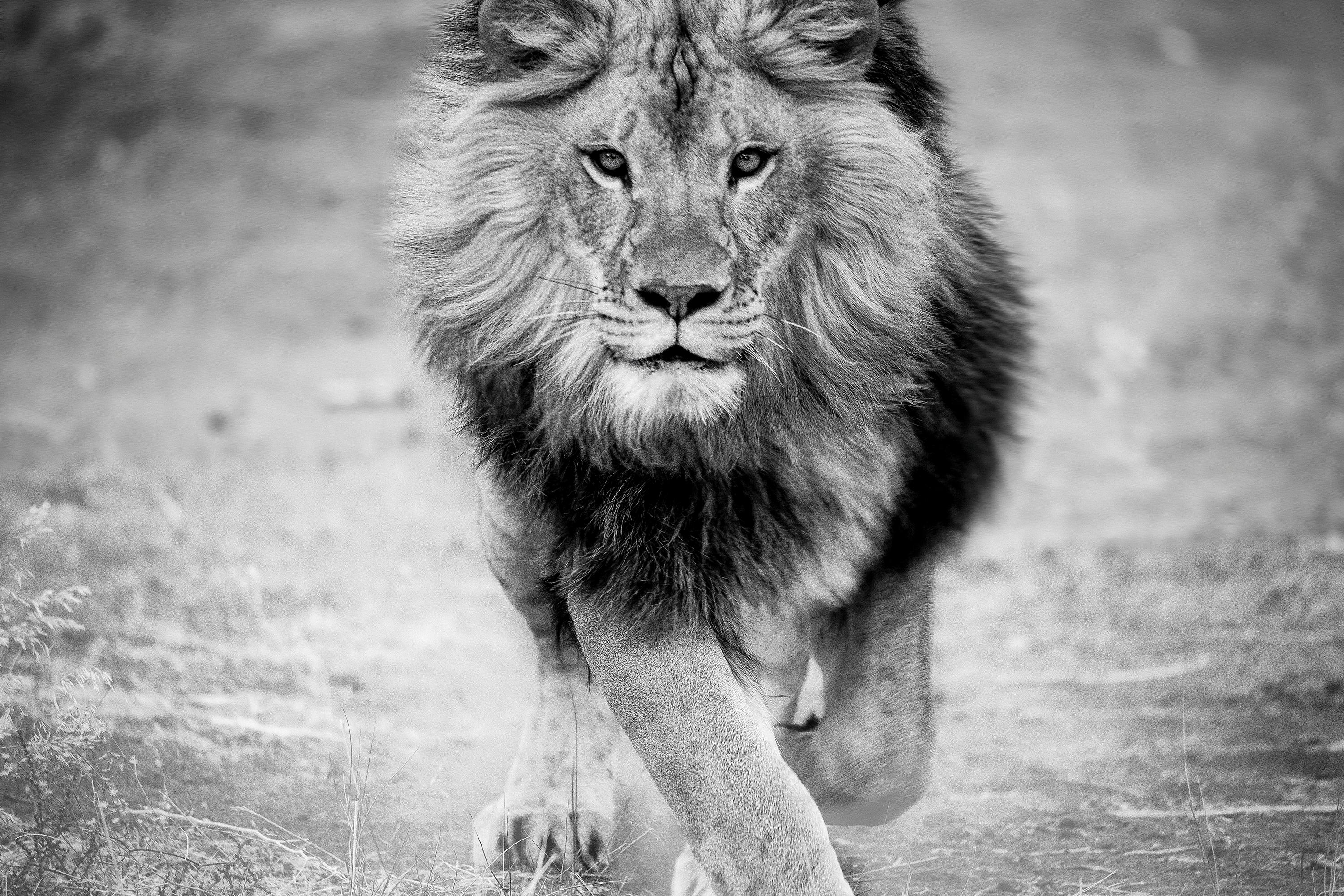 Black and White Photograph Shane Russeck - "Panthera Leo" 28x40 - Lion Photographie noir et blanc, épreuve signée