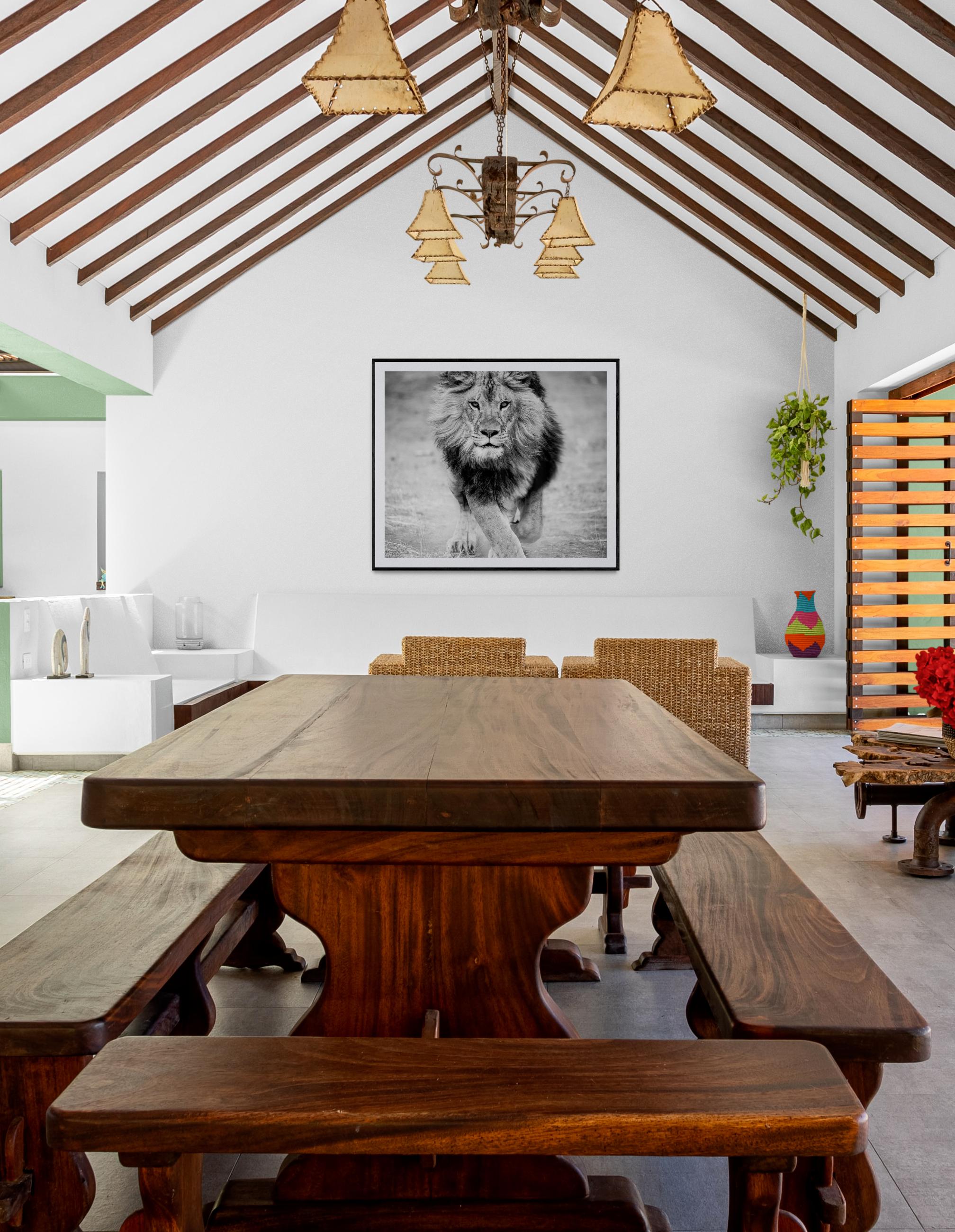 This is a contemporary photograph of an African Lion. 
 Edition of 50
Signed and numbered
Printed on archival paper and using archival inks
Framing available. Inquire for rates. 

Shane Russeck has built a reputation for capturing America's