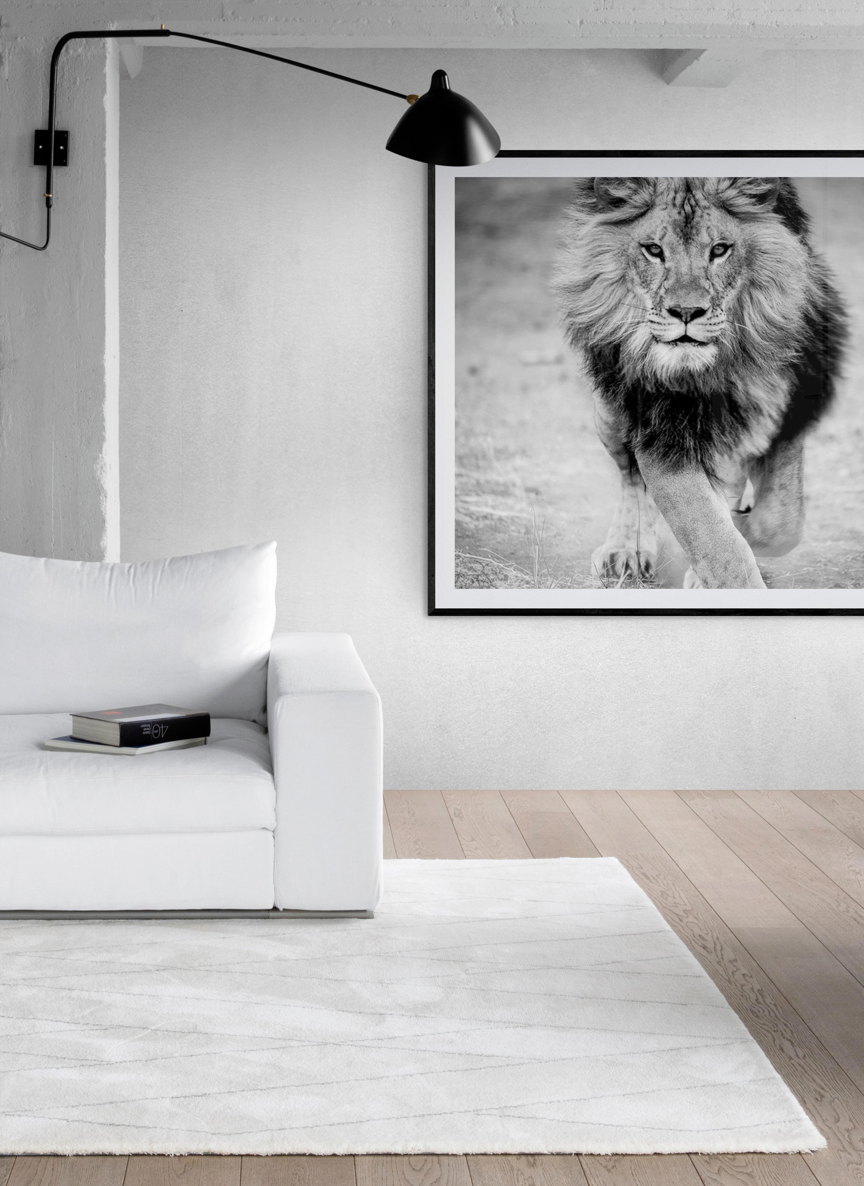Il s'agit d'une photographie en noir et blanc d'un lion africain réalisée par Shane Russeck. 
Imprimé sur du papier d'archives avec de l'encre d'archives.
Chantée et numérotée
Edition de 25
Options d'encadrement disponibles

 Shane Russeck s'est