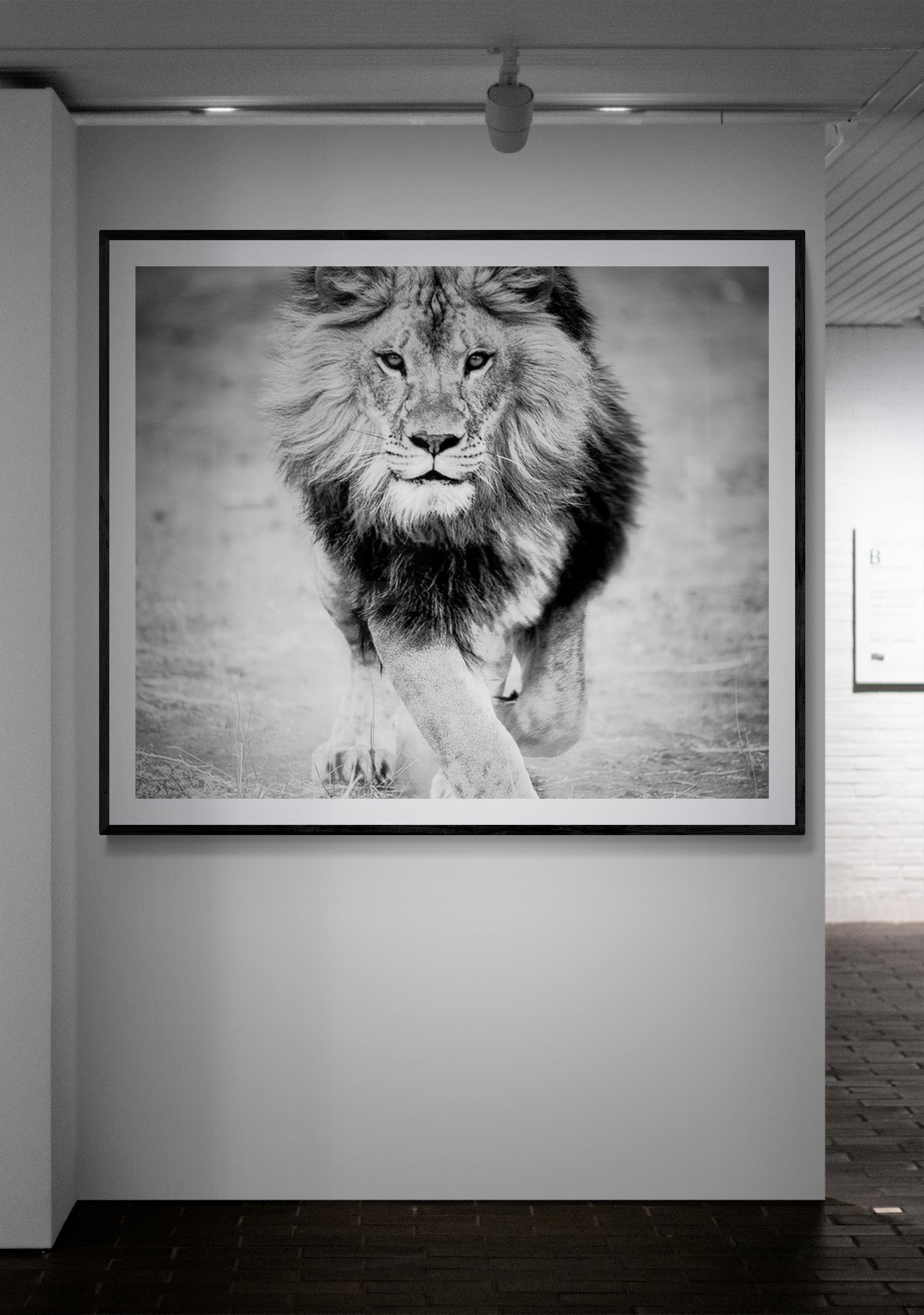 Panthera Leo - 30x50 Black and White Photography, Lion Photograph Print Africa  3