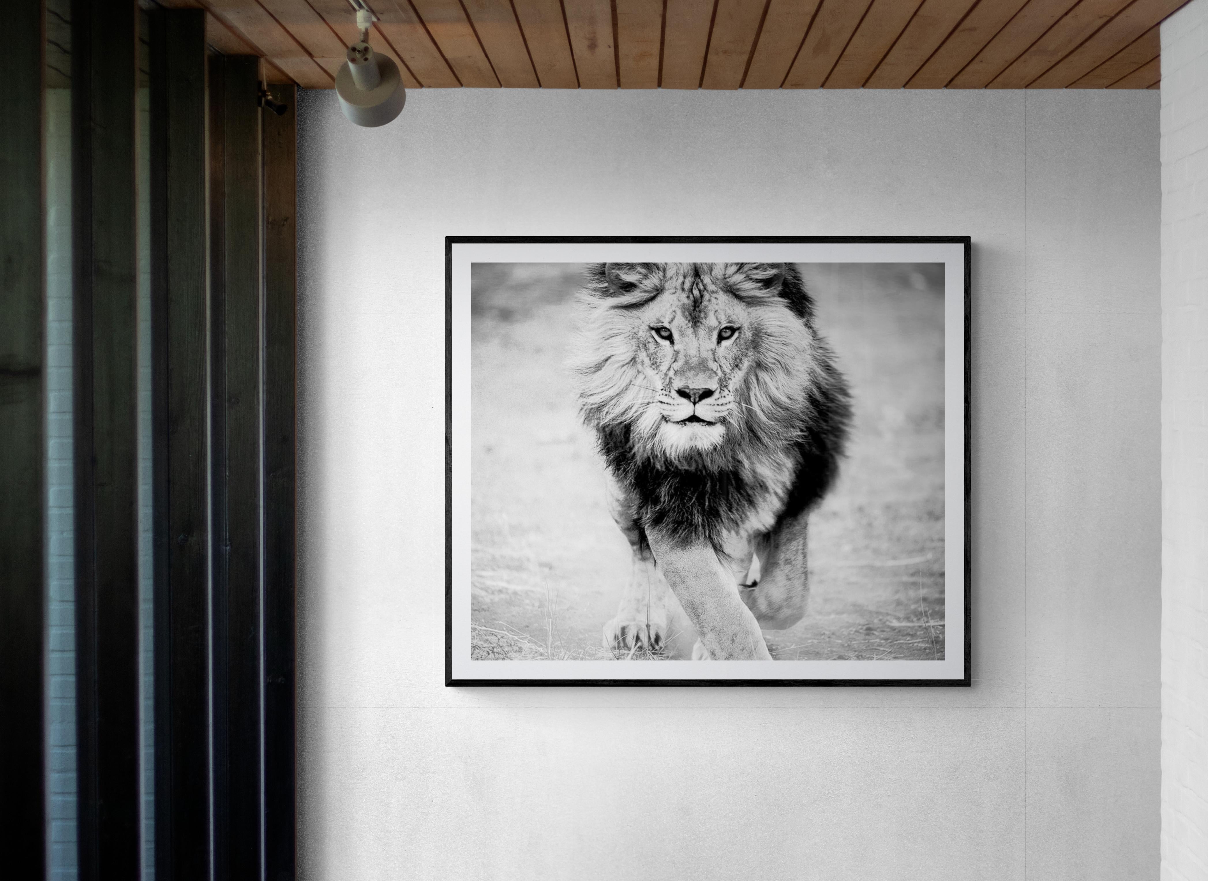 Panthera Leo - Photographie noir et blanc 30x50, photographie de lion, Afrique  en vente 4
