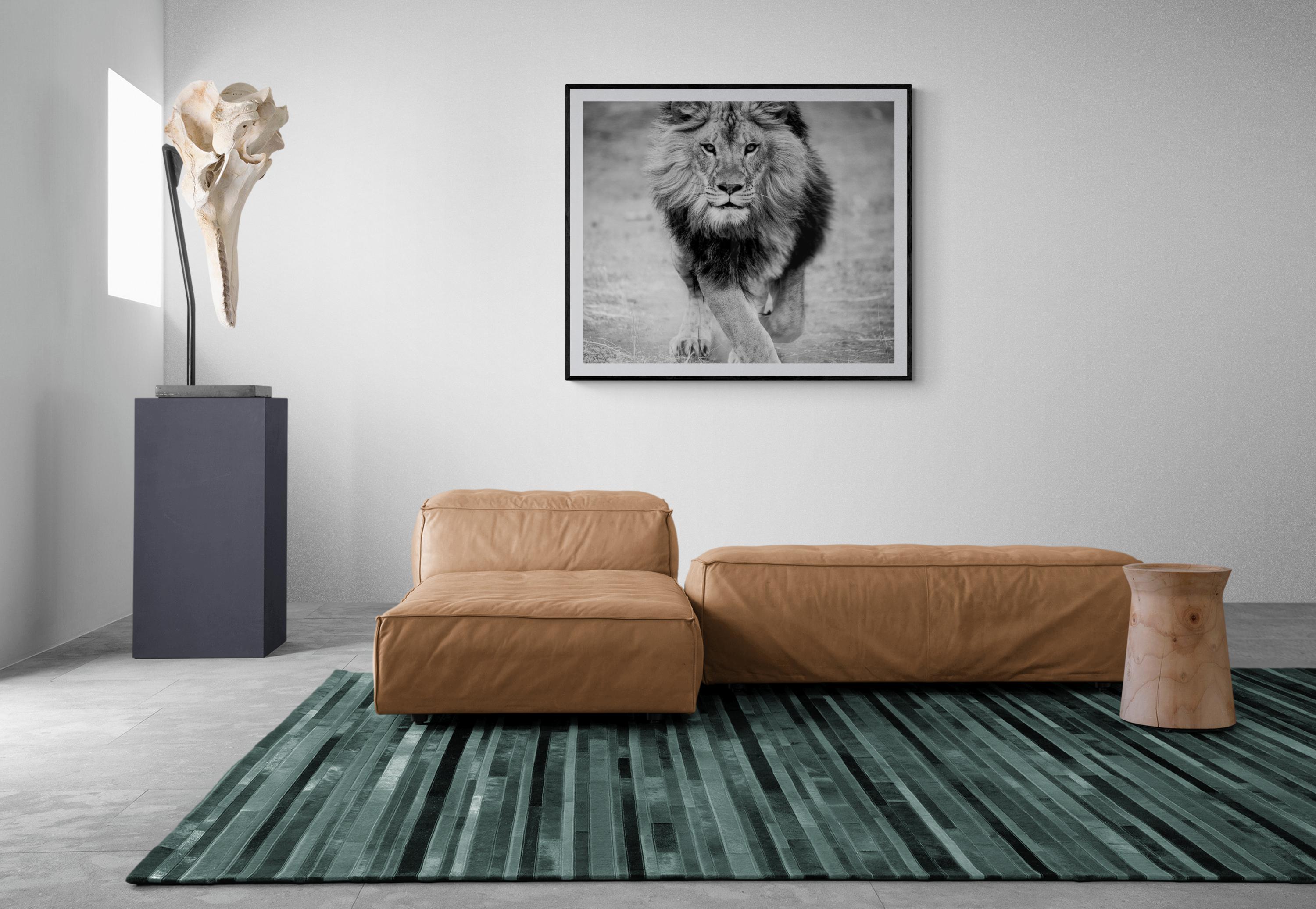 Panthera Leo - 30x50 Black and White Photography, Lion Photograph Print Africa  6
