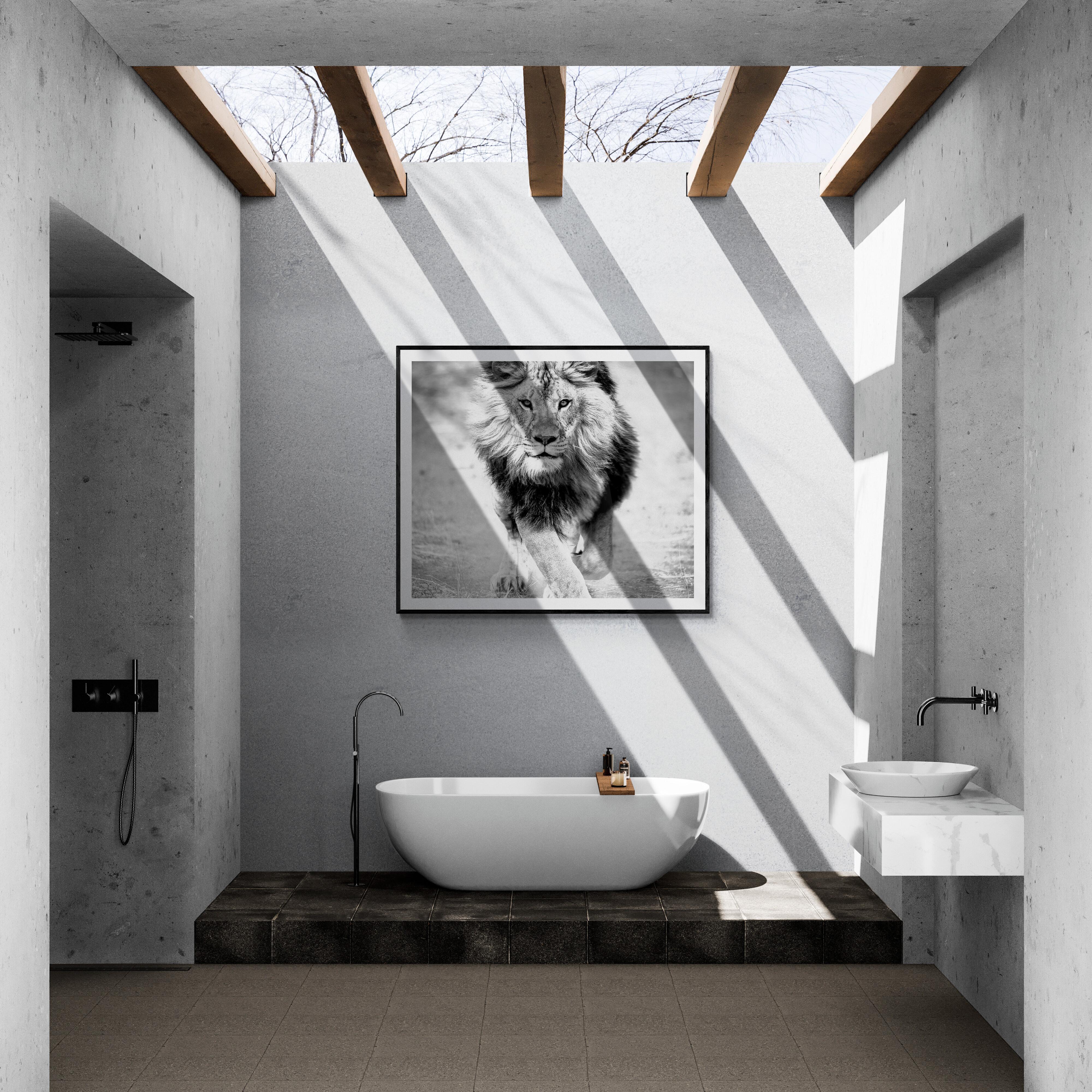 Panthera Leo - Fotografía en blanco y negro 30x50, Impresión fotográfica del león África 5