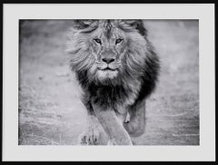 Panthera Leo - 40x60, Black and White Lion Photograph, Lion Photography Unsigned