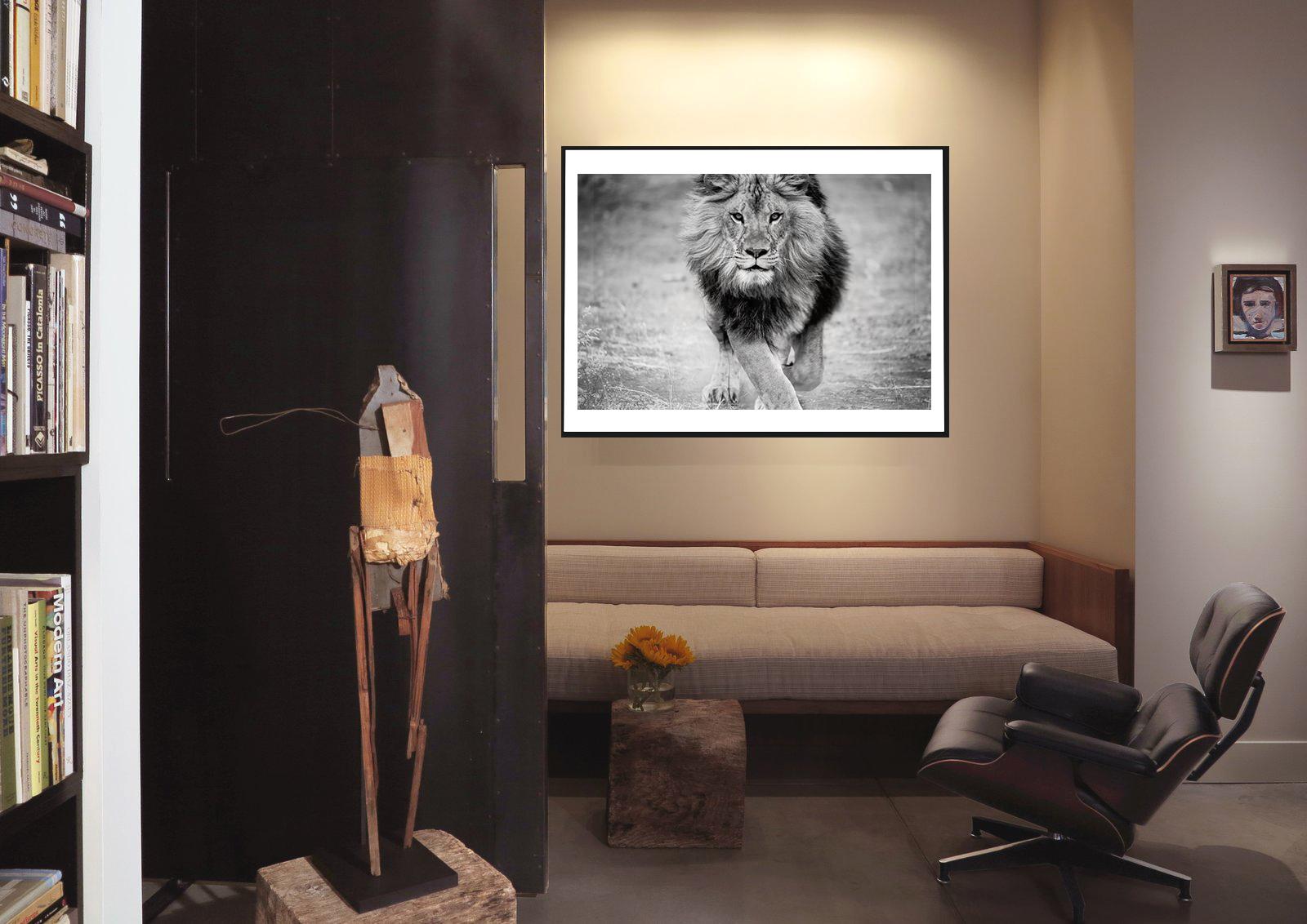 Panthera Leo - 40x60, fotografia di leone in bianco e nero, fotografia di leone non firmata - Black and White Photograph Grigio di Shane Russeck