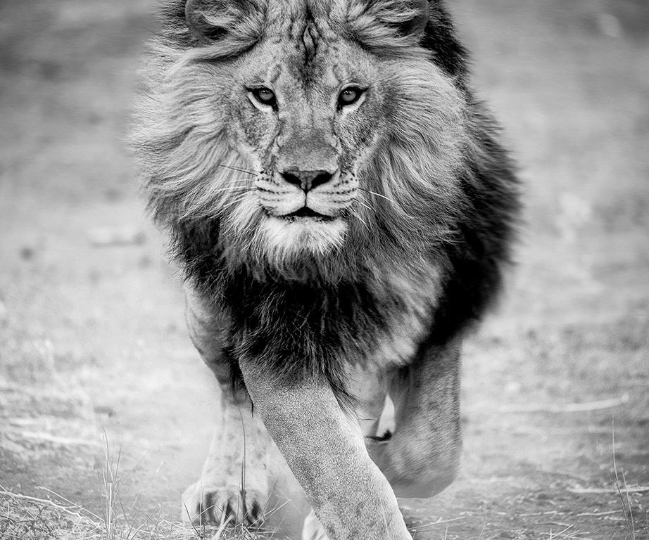 Shane Russeck Black and White Photograph - "Panthera Leo"  50x60 Black and White Lion Photography Photograph Lion 