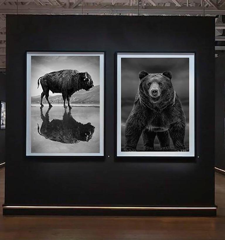 Kodiak Bear photographed on Kodiak Island
Original offset lithograph poster printed on acid-free archival paper 
Shane Russeck Gallery in Los Angeles, CA.
 Dimensions: 24