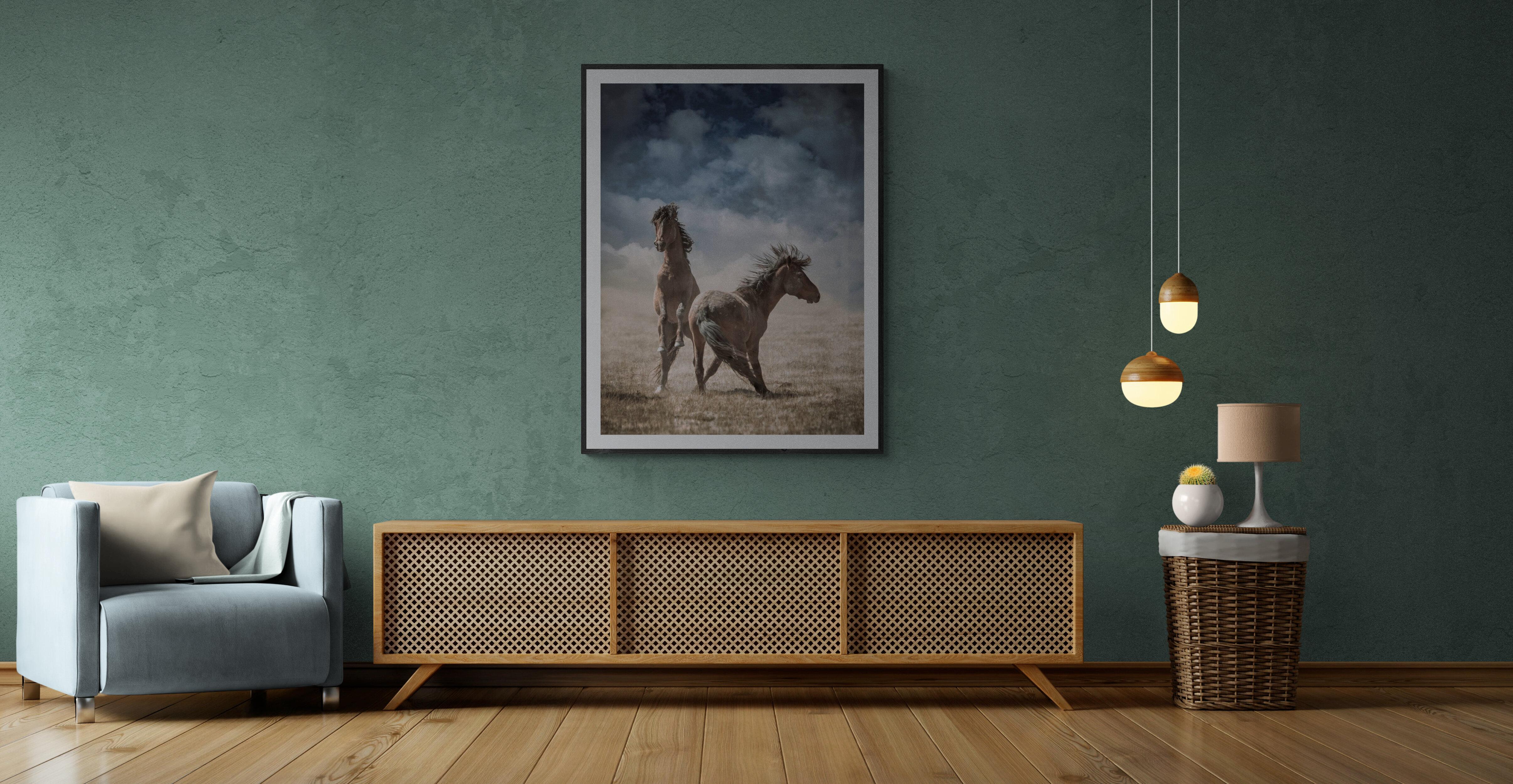 Photographie de chevaux sauvages, moutons sauvages, « Chevaux sauvages »  Photographie 30 x 40 5