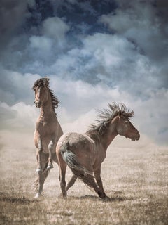 Photography of Wild Horses, Wild Mustang, "Wonder Horses"  30 x 40 Photograph