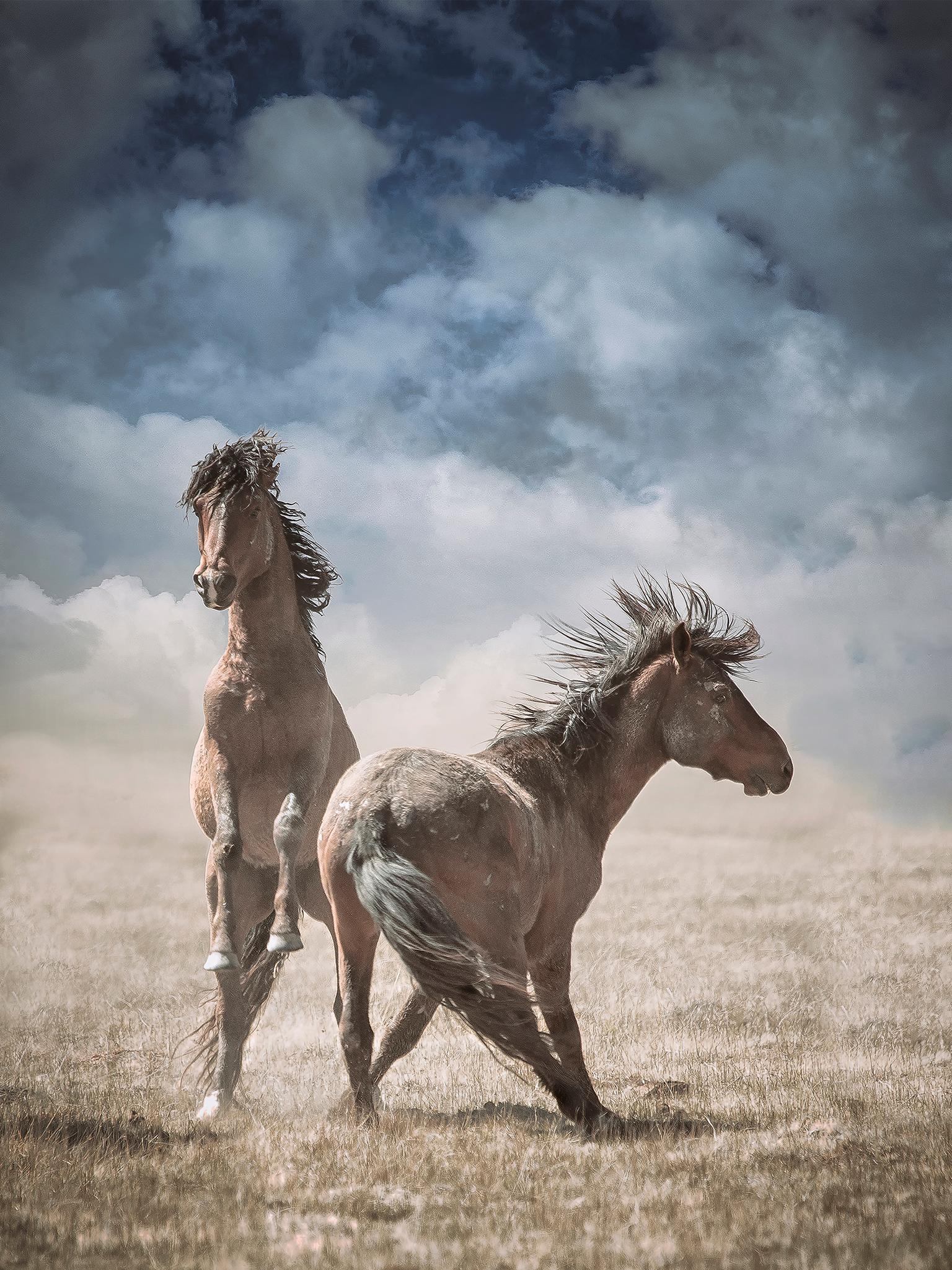 Photographie de chevaux sauvages, moutons sauvages, « Chevaux sauvages »  Photographie 30 x 40 - Art de Shane Russeck
