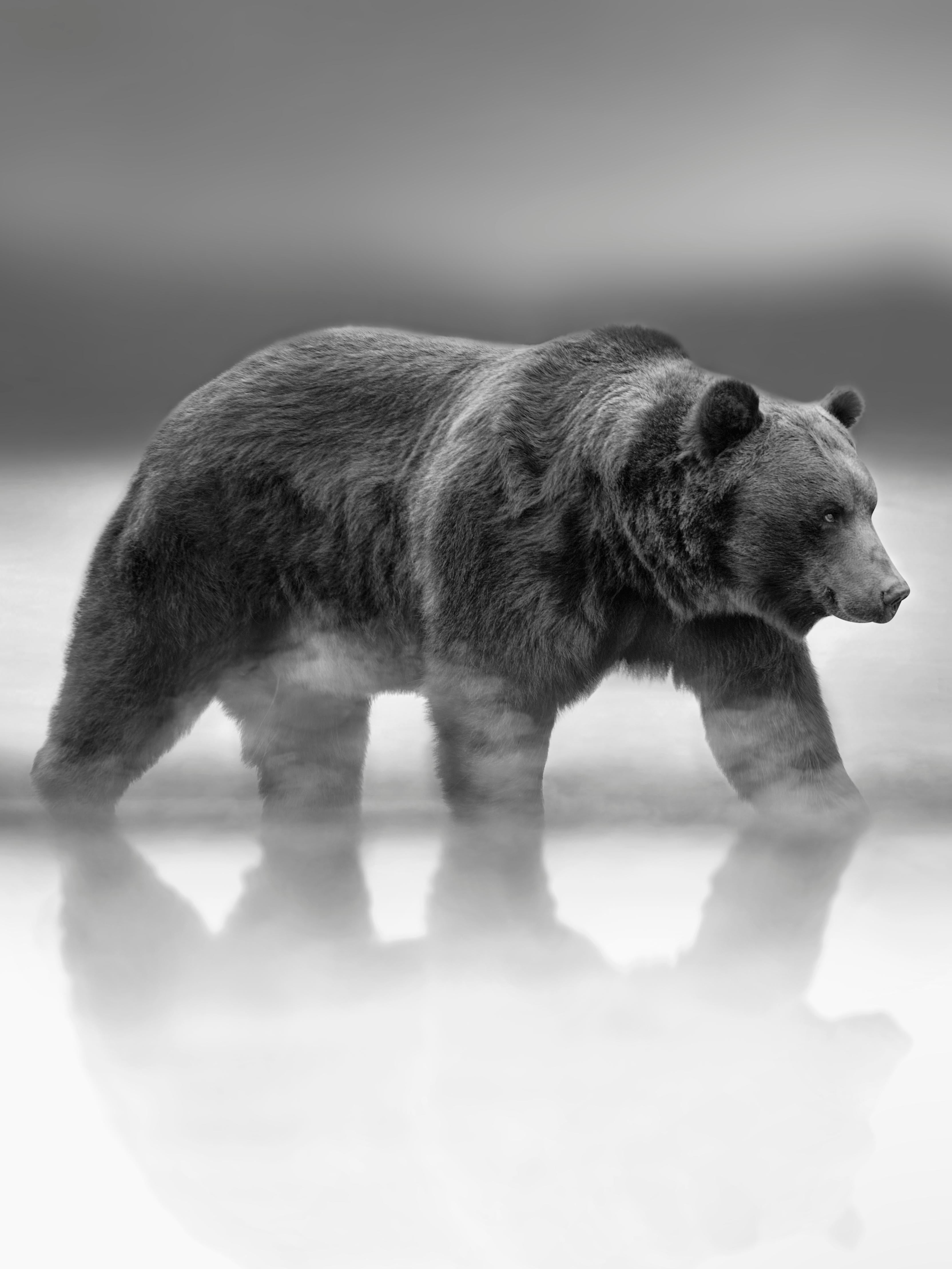 Shane Russeck Black and White Photograph - Reflections 24x36 Black & White Photography, Kodiak Bear Photograph Grizzly