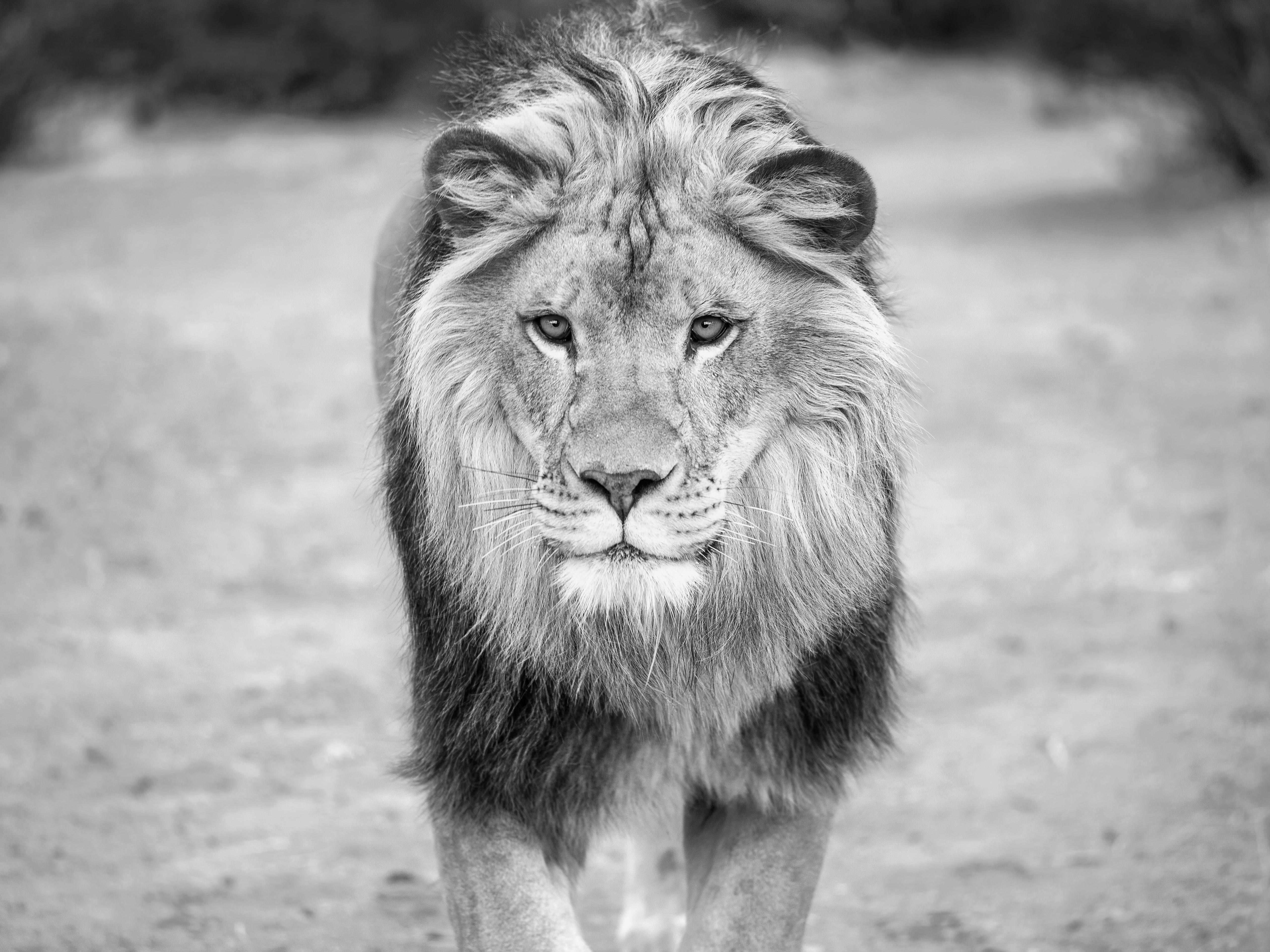 Shane Russeck Animal Print - "Regal" 36x48 - Black & White Photography, Lion Photography Art Photo