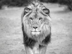 "Regal" 36x48 - Black & White Photography, Lion Photography Art Photo
