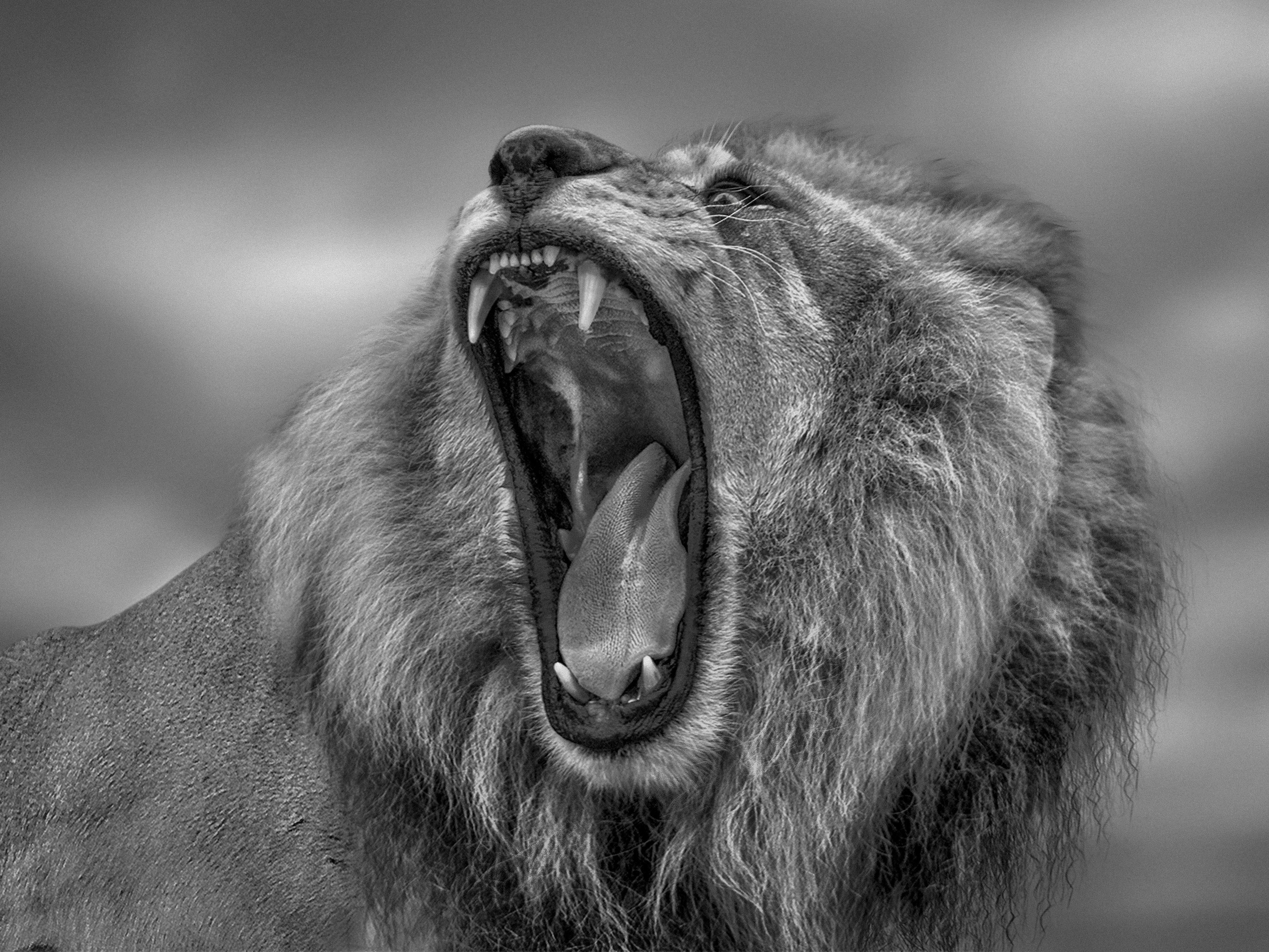 Shane Russeck Black and White Photograph – „Roar“ – 40x60 Schwarz-Weiß-Löwenfotografie in Schwarz und Weiß  Afrikanische Löwenfotografie aus Afrika