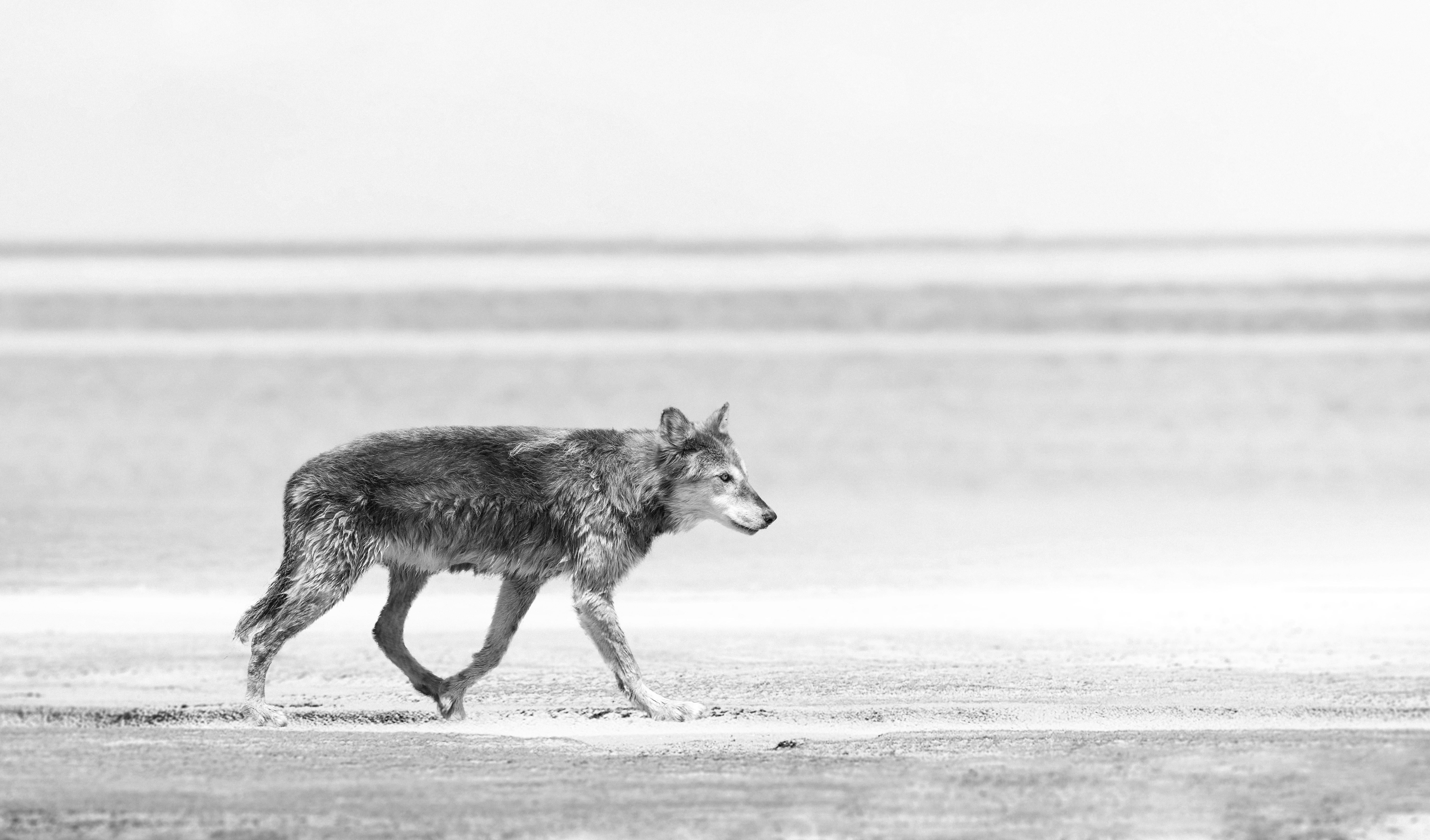 Black and White Photograph Shane Russeck - "Sea Wolf" 20x40 Loup noir et blanc, Loups, Photographie Photographie Art