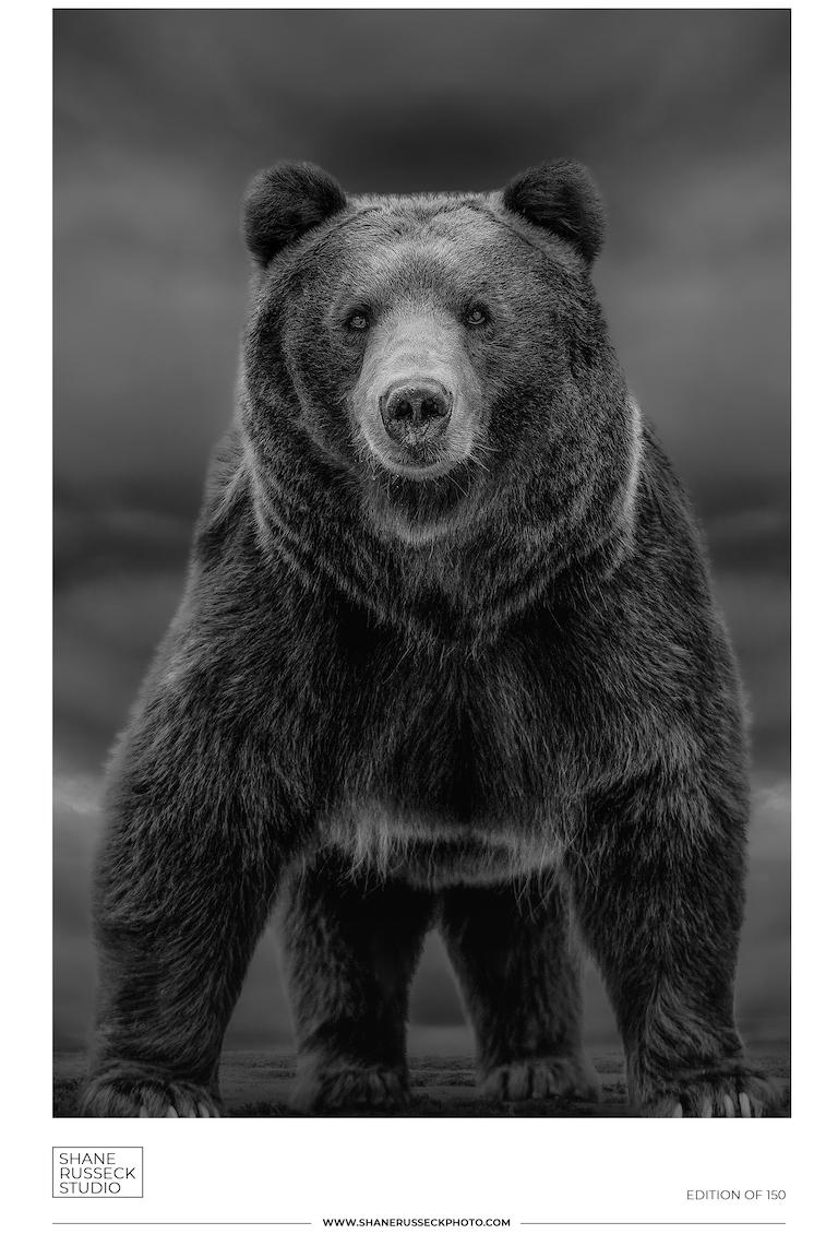 Kodiak Bear photographed on Kodiak Island
Original offset lithograph poster printed on acid-free archival paper 
Shane Russeck Gallery in Los Angeles, CA.
 Dimensions: 24" x 36"  sheet.
 Photograph © Shane Russeck  
 Excellent condition (Brand new,