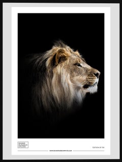Shane Russeck Gallery Exhibition Poster- Lion Photograph