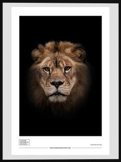 Shane Russeck Gallery Exhibition Poster- Lion Photograph