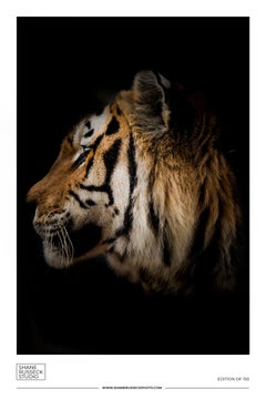 Shane Russeck Gallery Exhibition Poster- Tiger Photograph