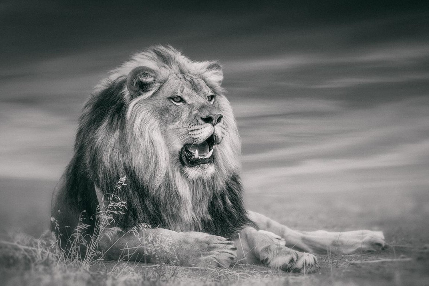 Shane Russeck - "SITTING KING" 24x36 Black and White Lion Photography  Africa African Lion For Sale at 1stDibs