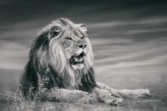 "SITTING KING"  24x36 Black and White Lion Photography Africa African Lion 