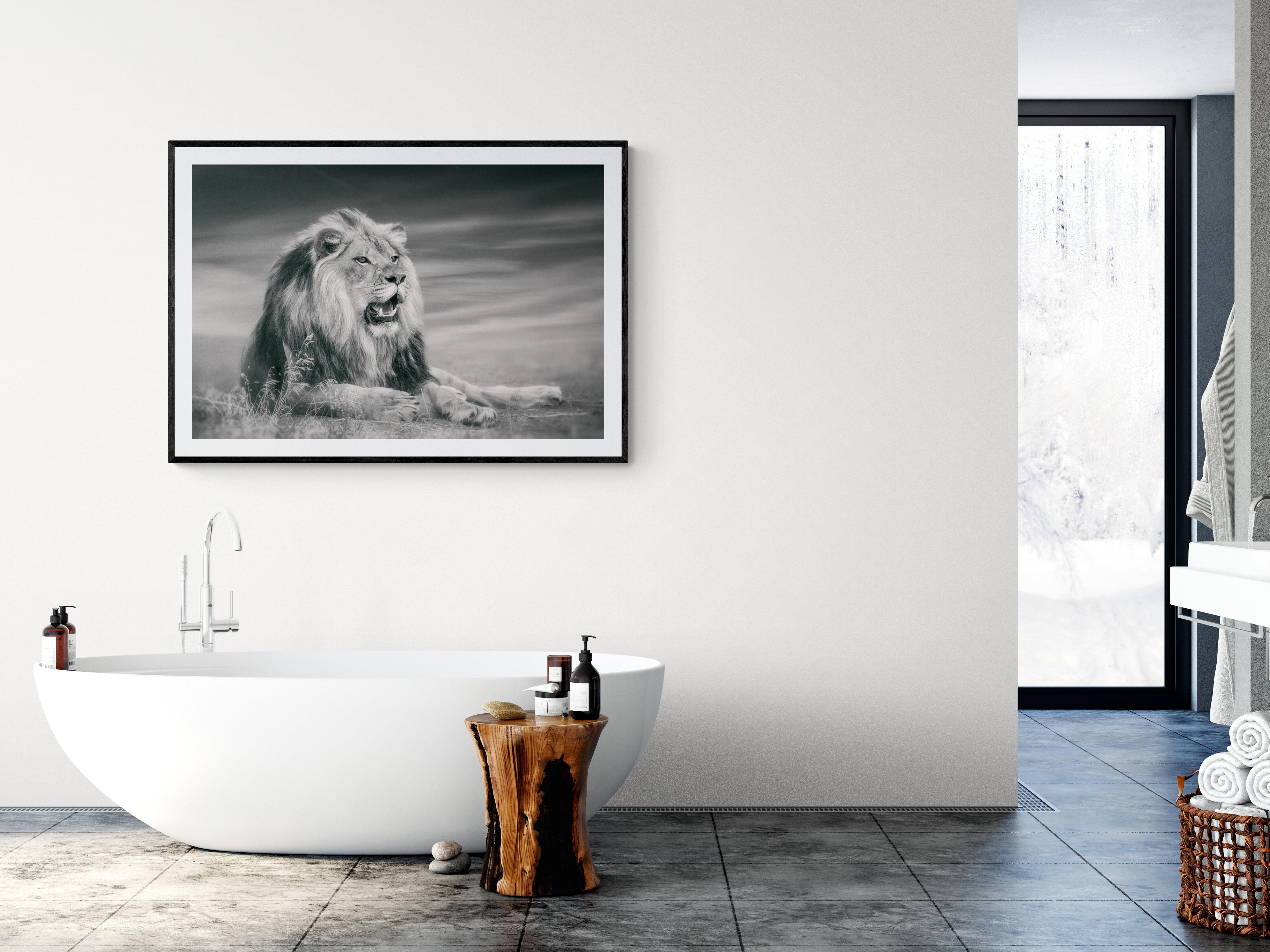 This is a contemporary photograph of an African Lion. 
Printed on Archival Paper Using Archival ink
Unsigned print

Printed on archival paper and using archival inks 
Framing available. Inquire for rates.  

 Shane Russeck has built a reputation for