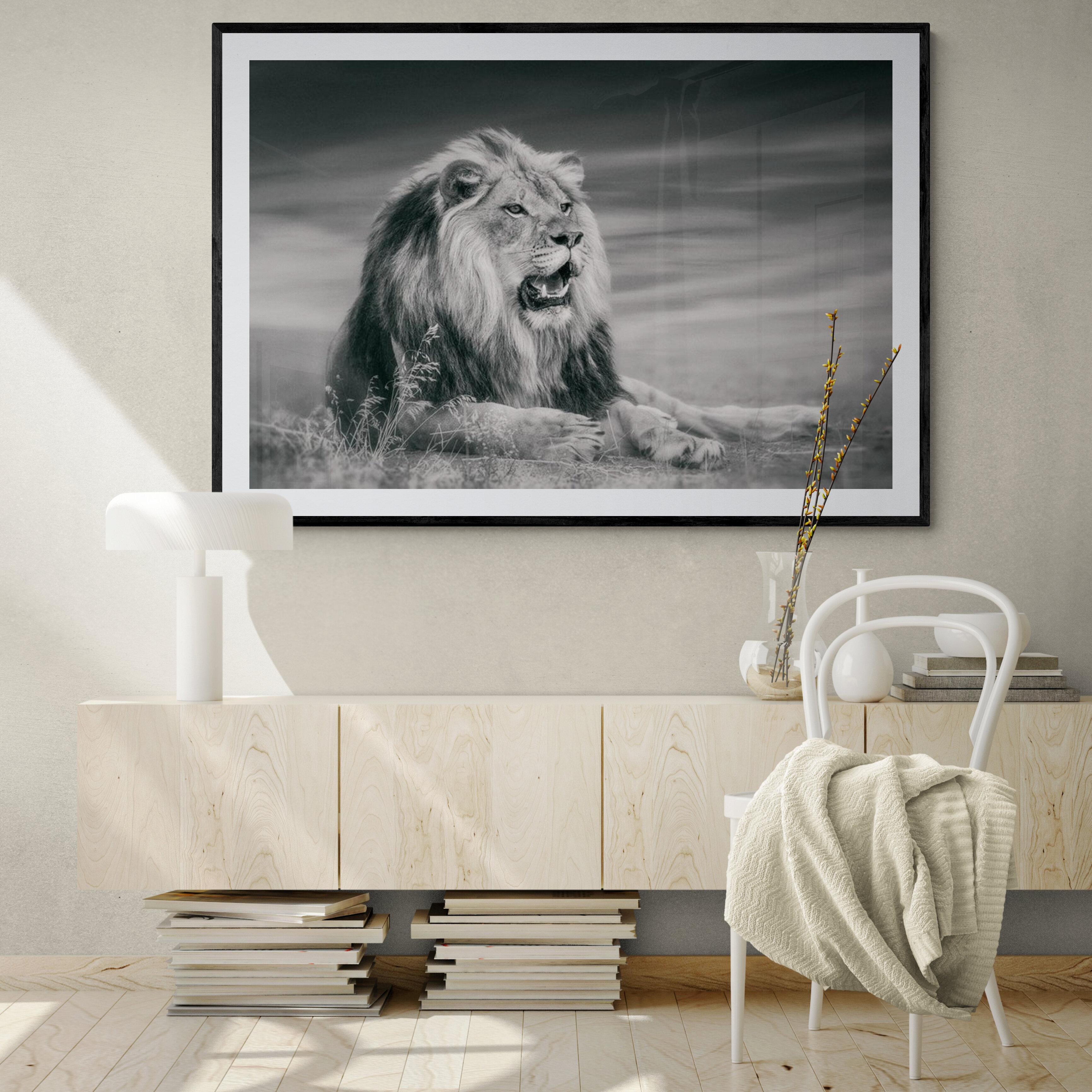 Dies ist eine zeitgenössische Fotografie eines afrikanischen Löwen. 
Gedruckt auf Archivpapier mit Archivtinte
50x60 Ausgabe von 12. Unterzeichnet von Shane. 

Gedruckt auf Archivpapier und mit Archivtinten 
Einrahmung verfügbar. Erkundigen Sie sich