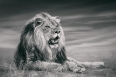 "ROI ASSIS"  Photographie de lion noir et blanc 40x50 Afrique African Lion Art