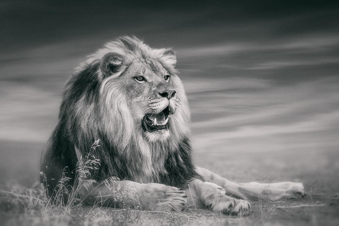 Black and White Photograph Shane Russeck - "ROI ASSIS"  Photographie de lion noir et blanc 40x50 Afrique African Lion Art